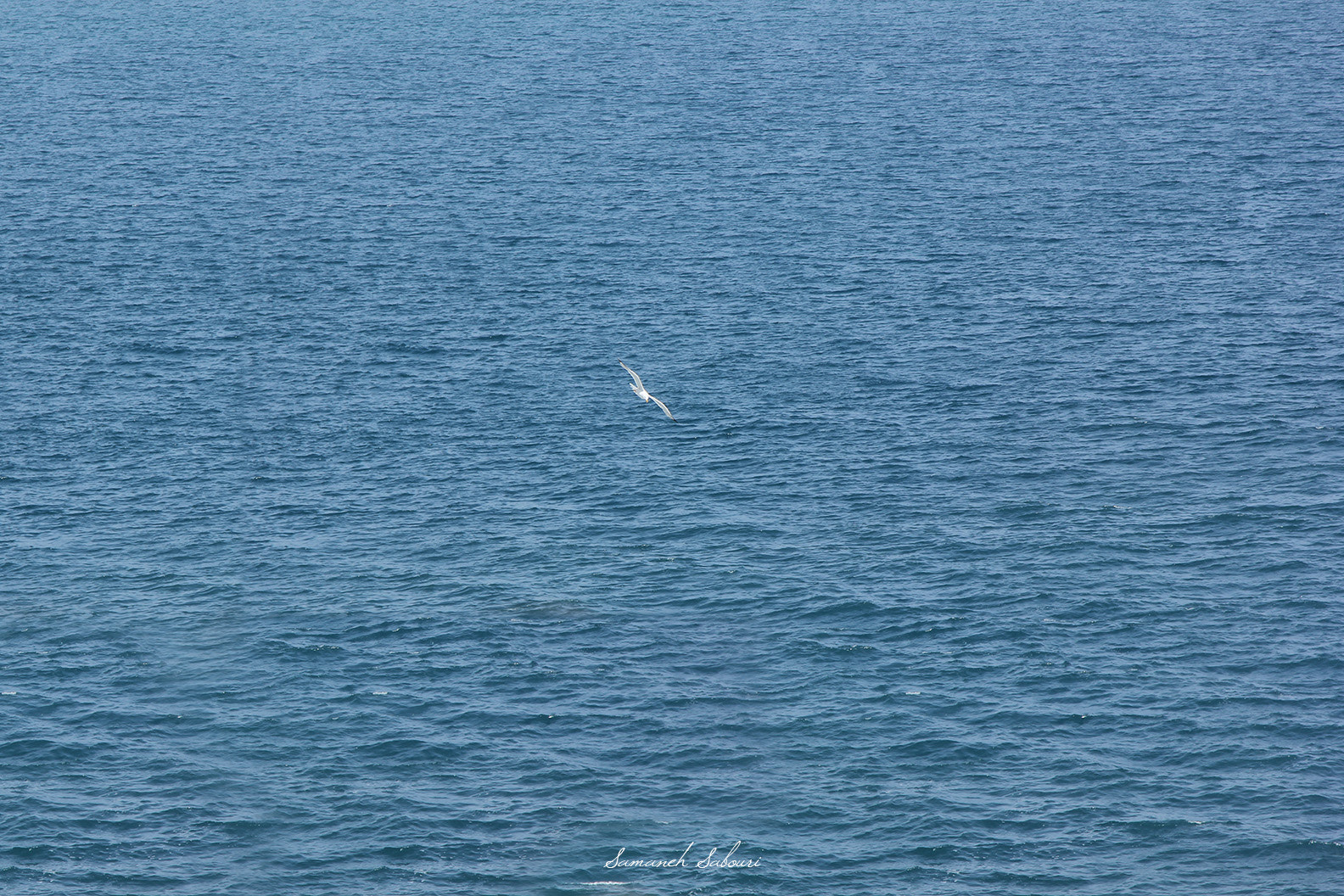 Canon EOS 550D (EOS Rebel T2i / EOS Kiss X4) sample photo. Alone... photography