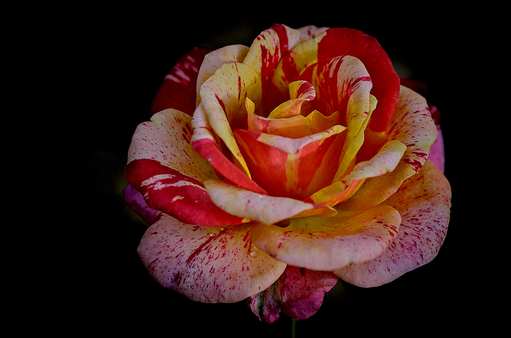 Pentax K-50 sample photo. Rose photography
