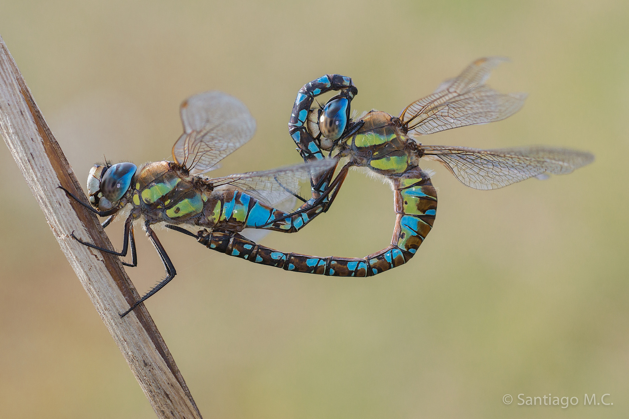 Sony SLT-A77 + Sony 100mm F2.8 Macro sample photo. Aeshna mixta... instantes previos al desenganche photography