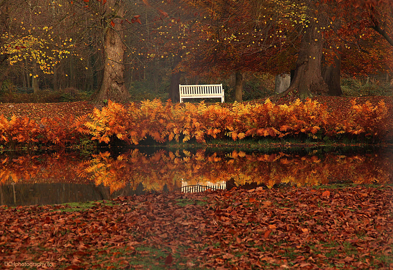 Sigma 18-200mm f/3.5-6.3 DC OS sample photo. Autumn leaves photography
