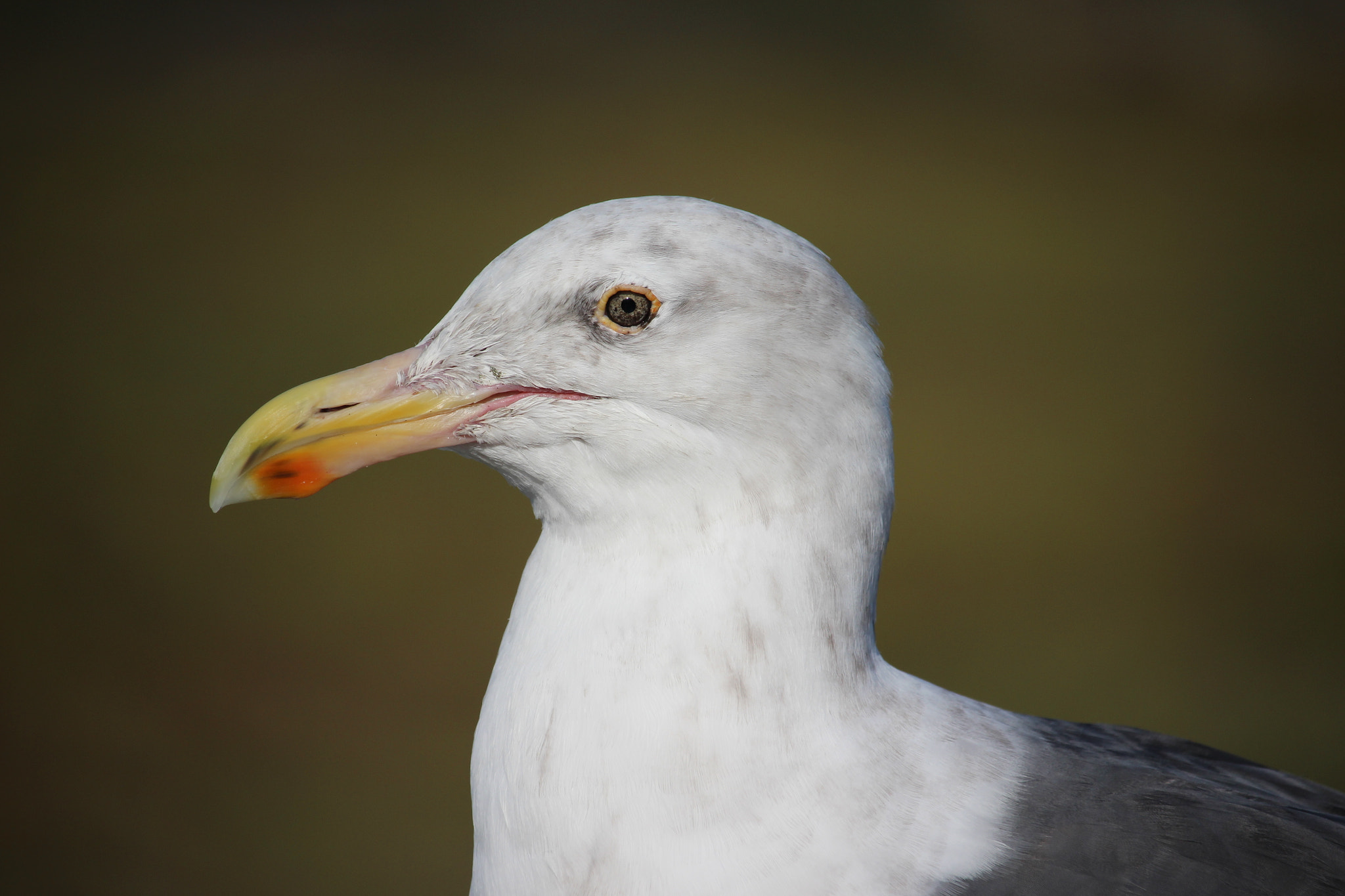 Canon EOS 100D (EOS Rebel SL1 / EOS Kiss X7) sample photo. Western gull photography