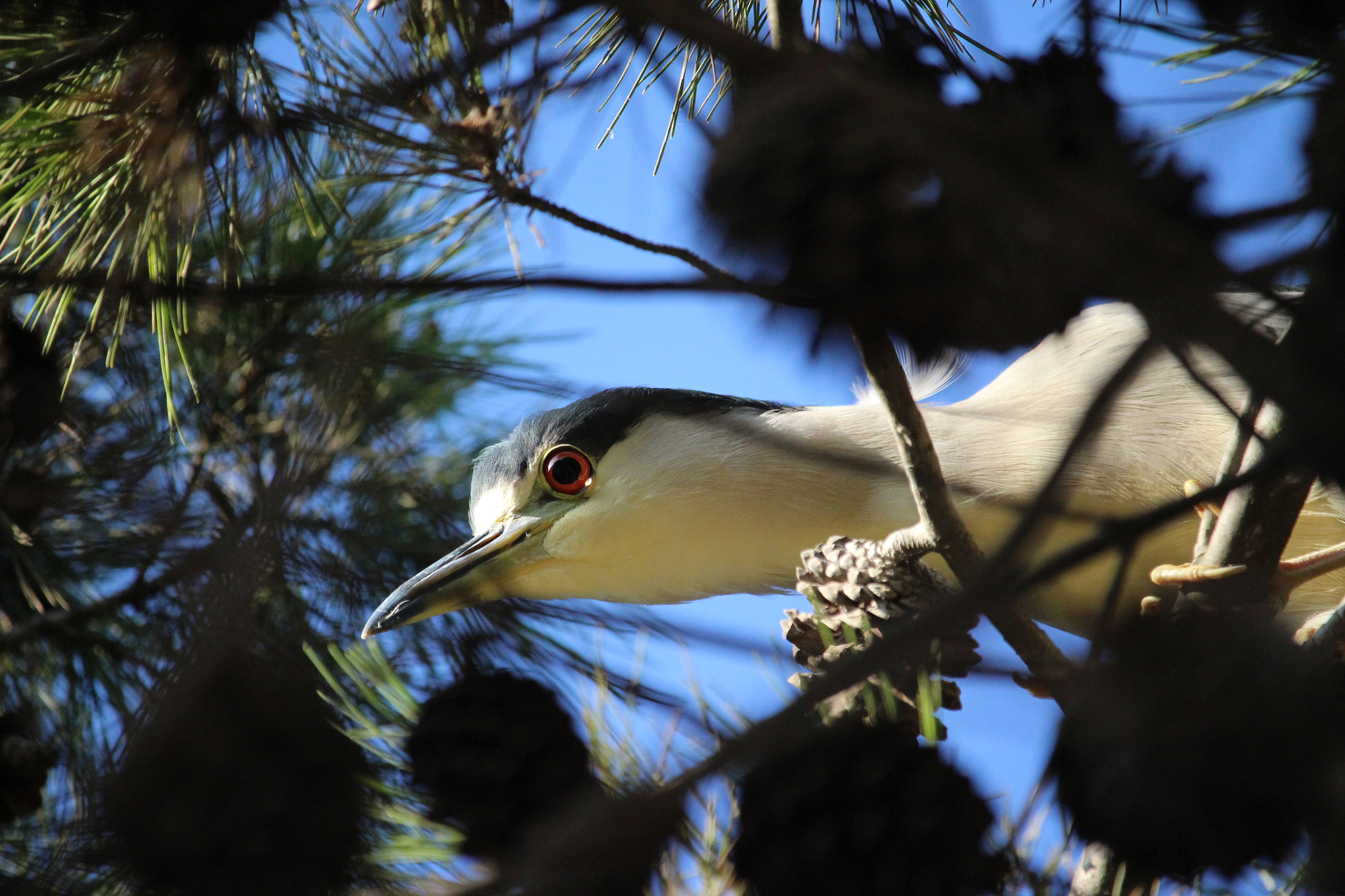 Canon EOS 100D (EOS Rebel SL1 / EOS Kiss X7) + Canon EF-S 55-250mm F4-5.6 IS STM sample photo. Black-crowned night heron photography