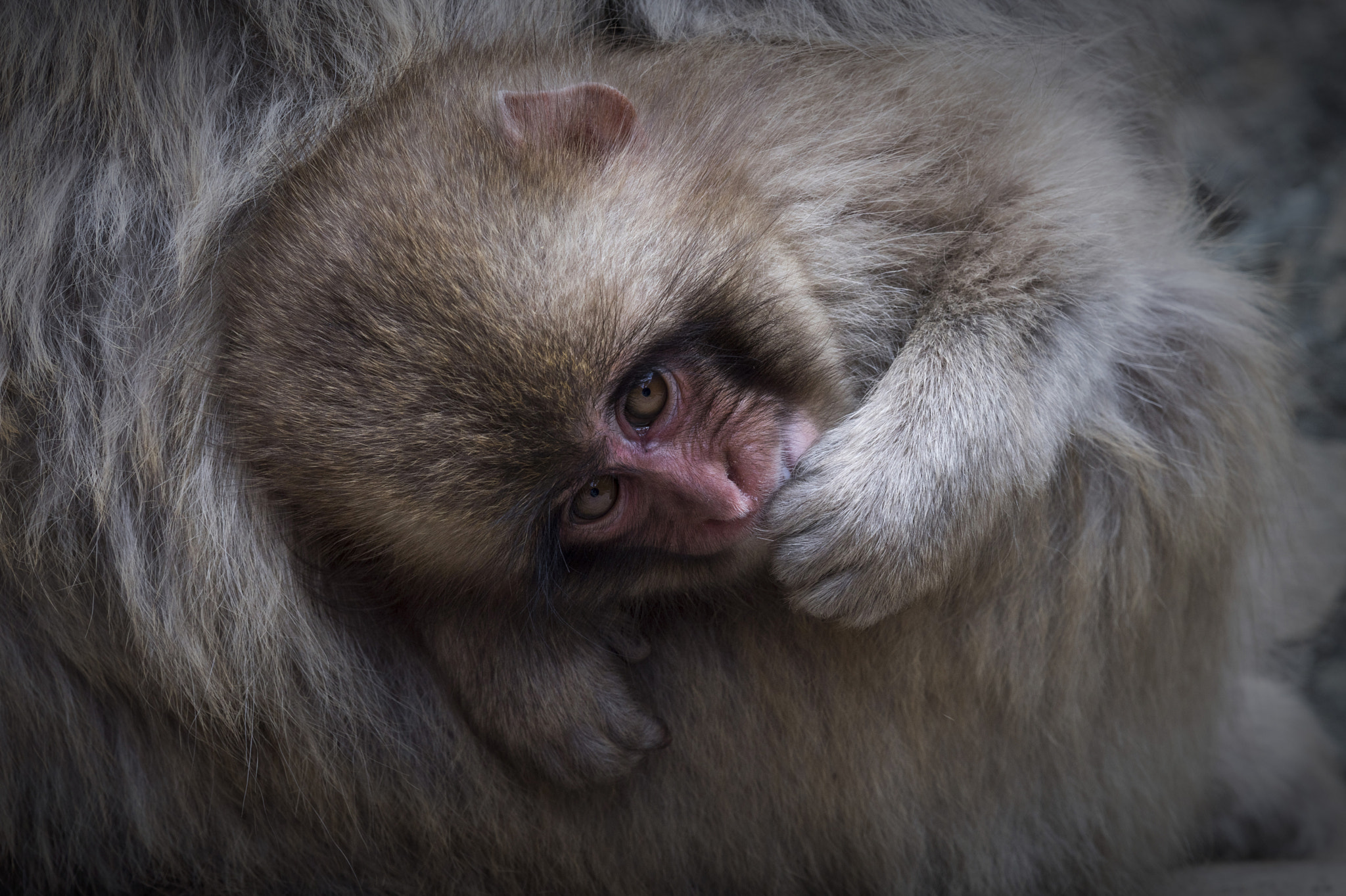 Nikon Nikkor AF-S 300mm F4E PF ED VR sample photo. Tenderness photography