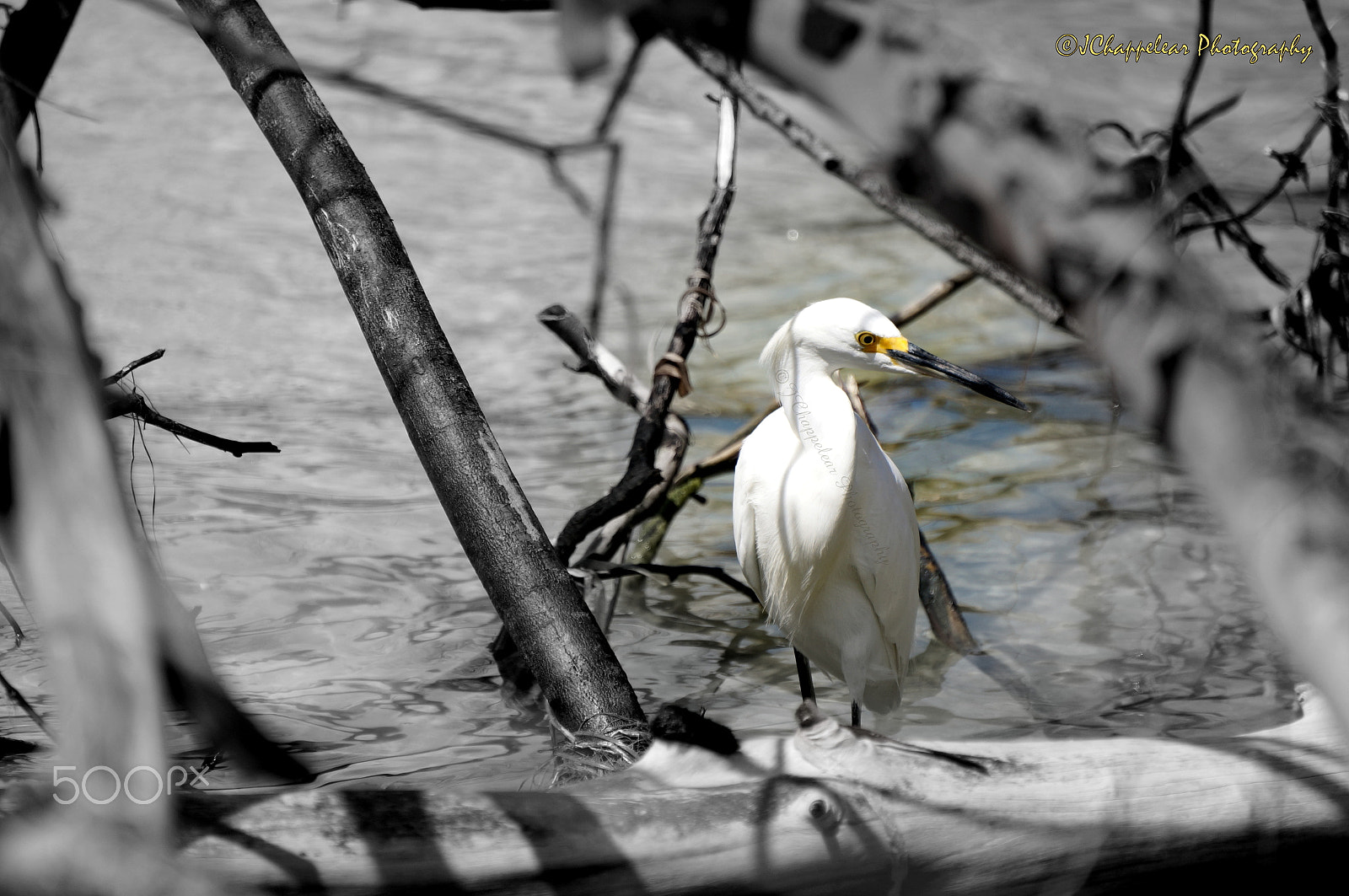 Sony Alpha NEX-5T sample photo. Egret - focal b&w photography