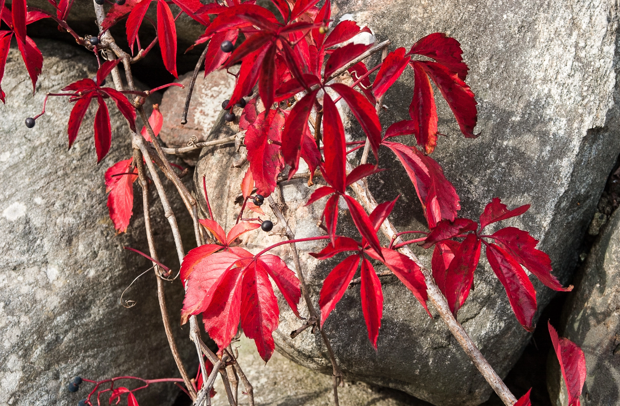 Nikon D1 sample photo. Autumn colors photography