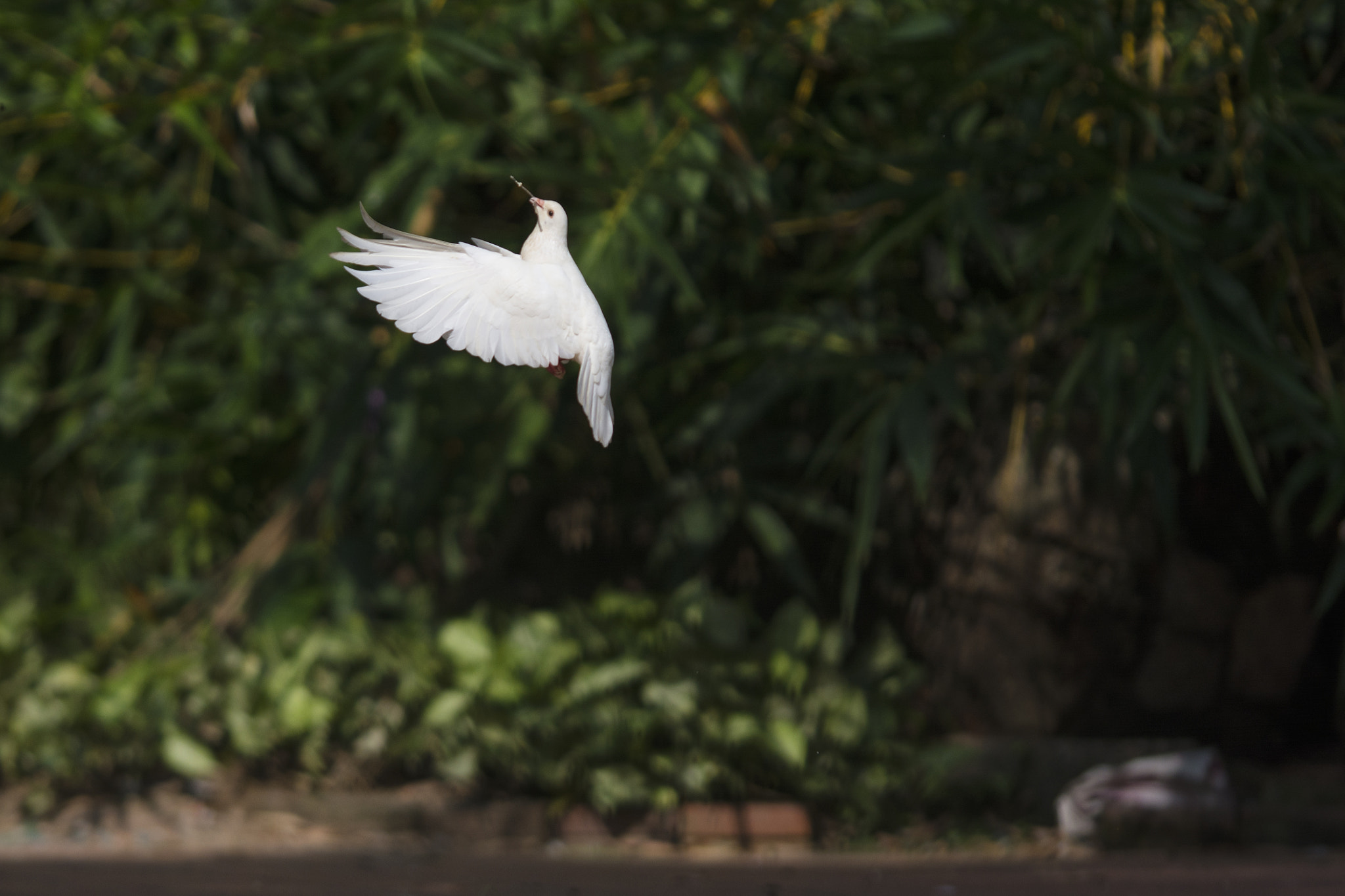 Nikon AF-S Nikkor 400mm F2.8G ED VR II sample photo. Flying photography