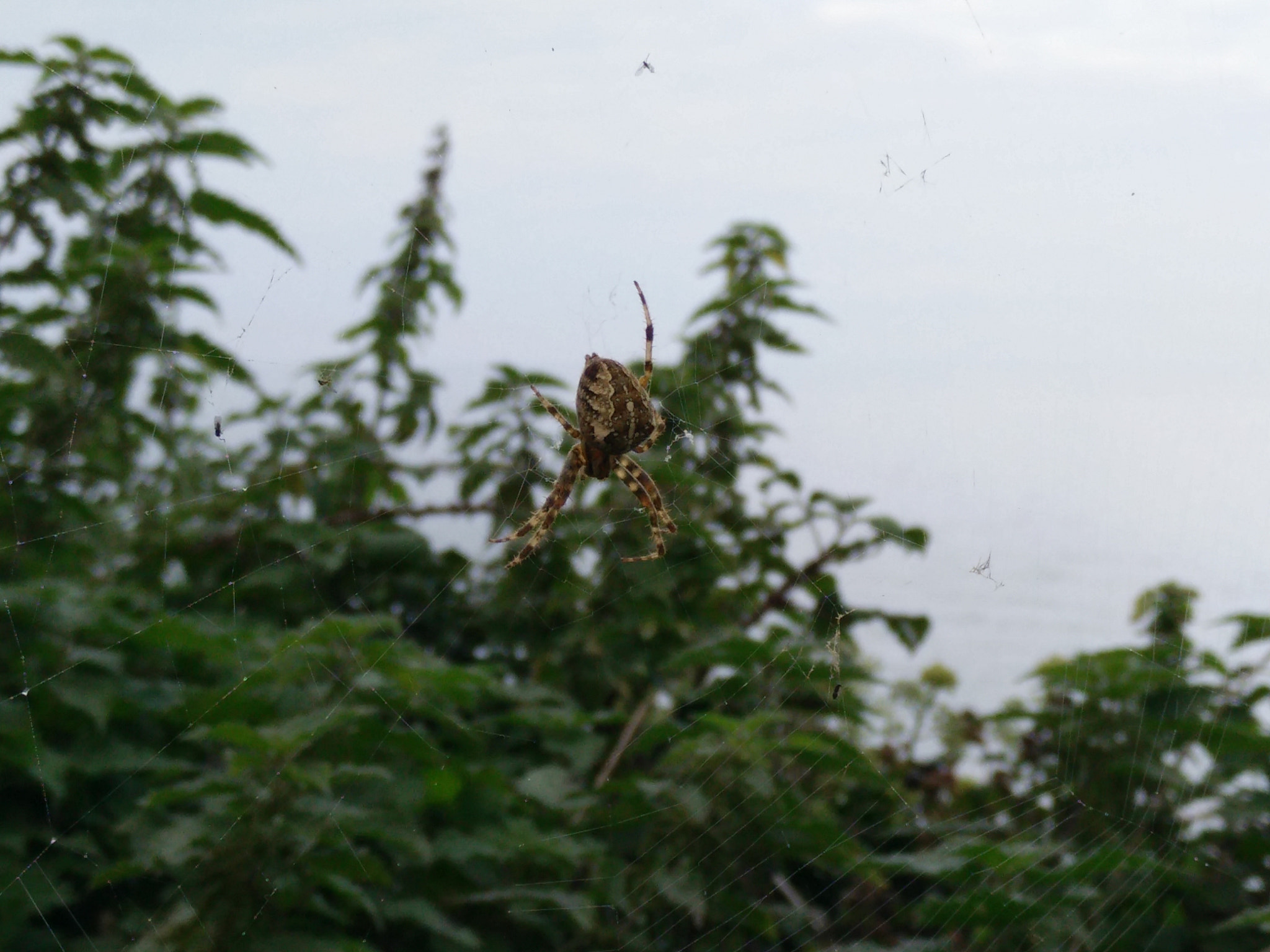 OnePlus ONE sample photo. Spider invasion photography