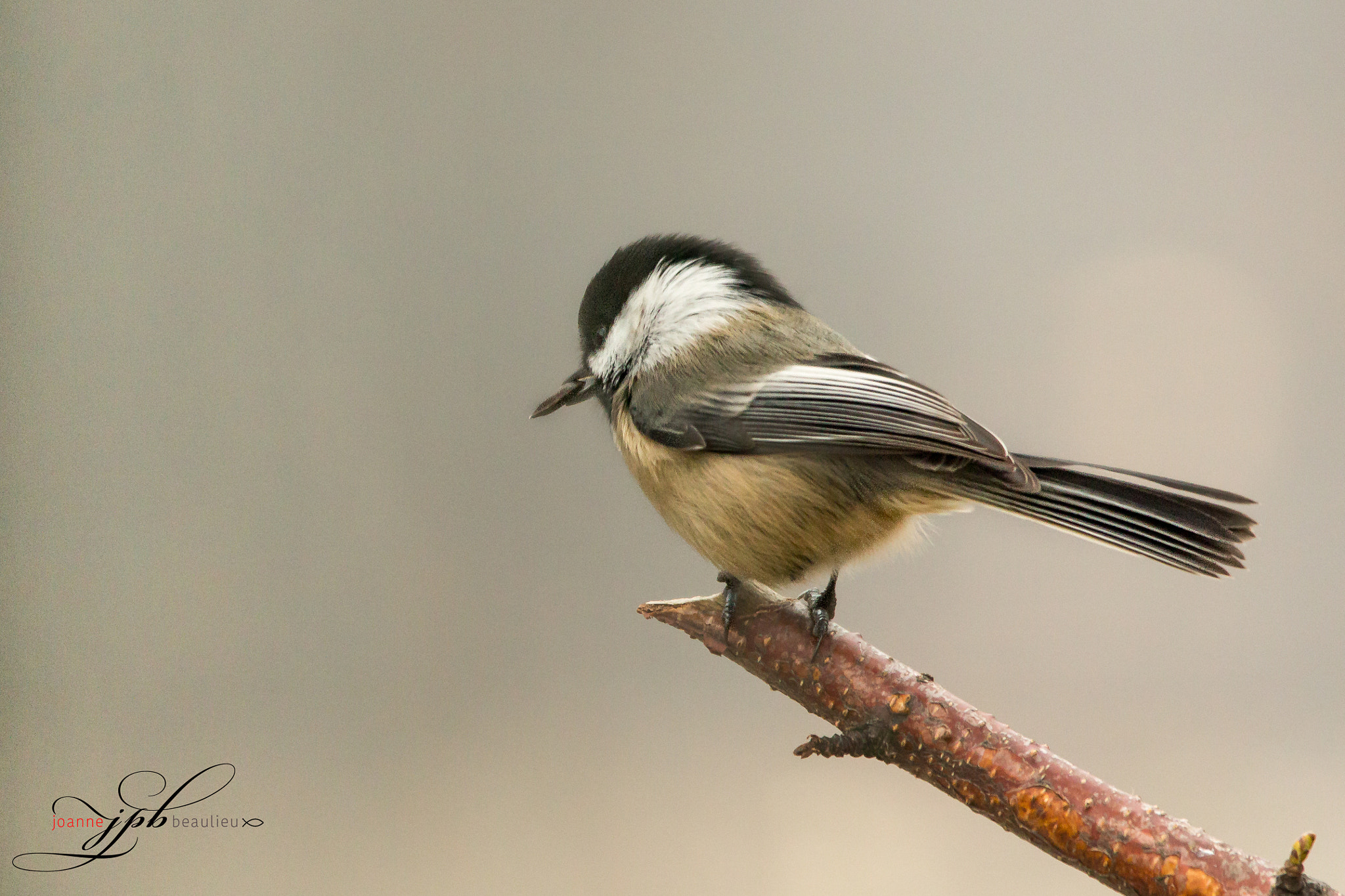 Canon EOS 700D (EOS Rebel T5i / EOS Kiss X7i) + Sigma 150-500mm F5-6.3 DG OS HSM sample photo. Chickadee on a branch photography
