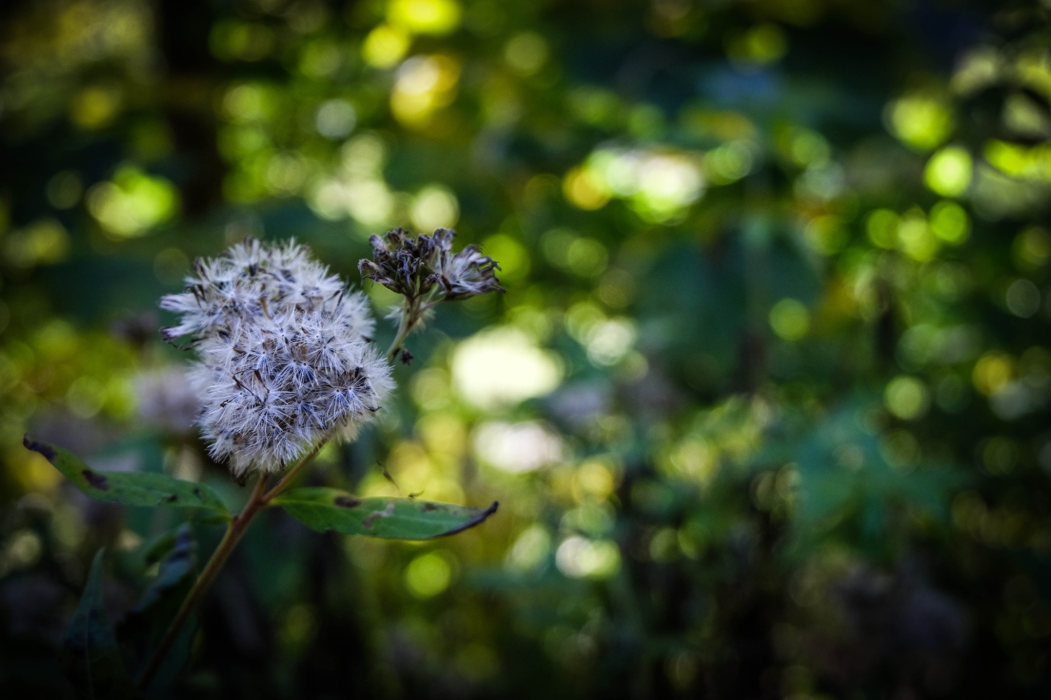 Fujifilm XC 16-50mm F3.5-5.6 OIS sample photo. Folwer photography