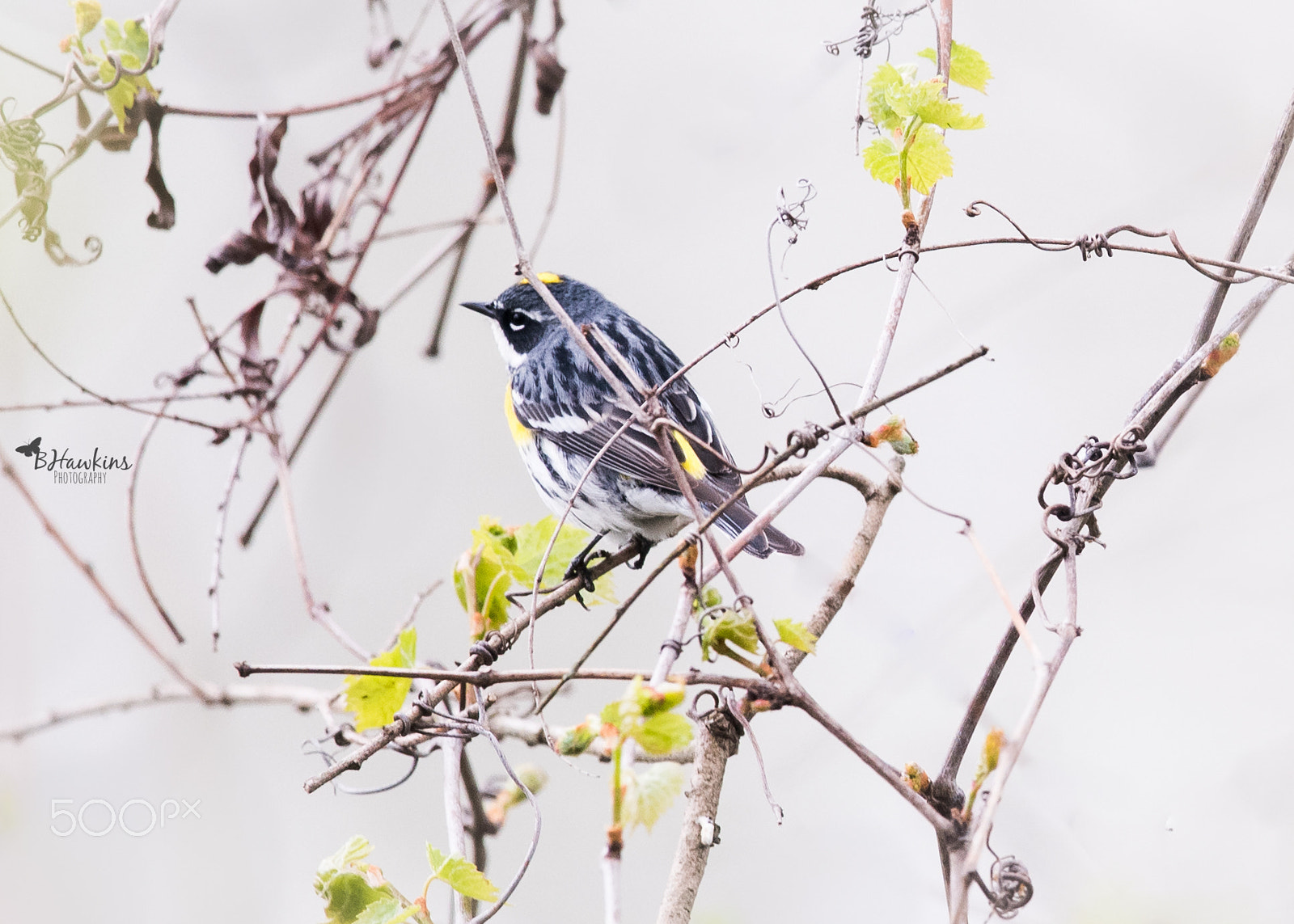 Nikon Nikkor AF-S 300mm F4E PF ED VR sample photo. Yellow rumped warbler ~ with a vintage vibe photography