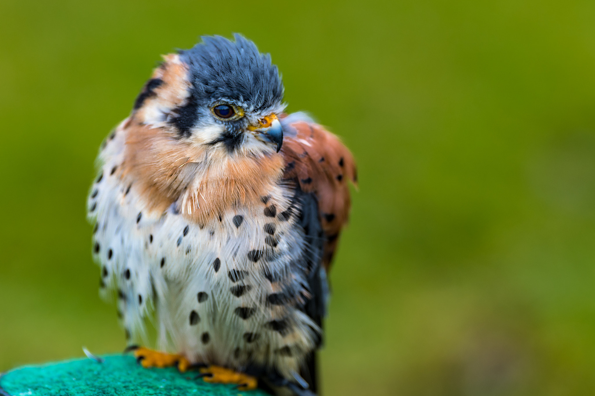 Canon EF 200mm F2L IS USM sample photo. Falcon. photography
