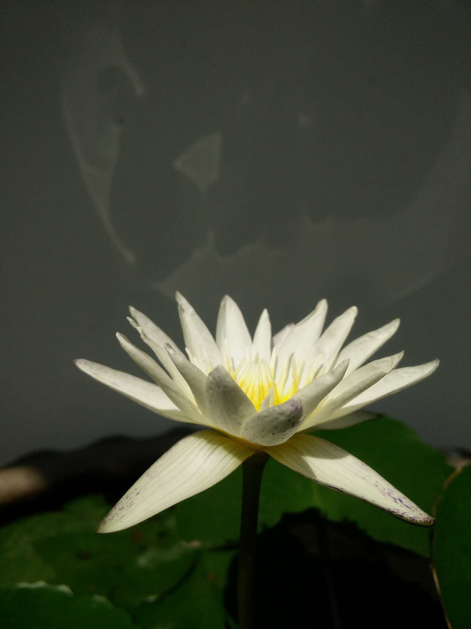 OPPO Find7 sample photo