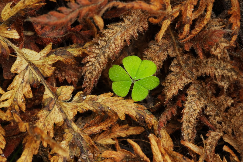 Pentax K-5 II + Sigma sample photo. Autumn green photography