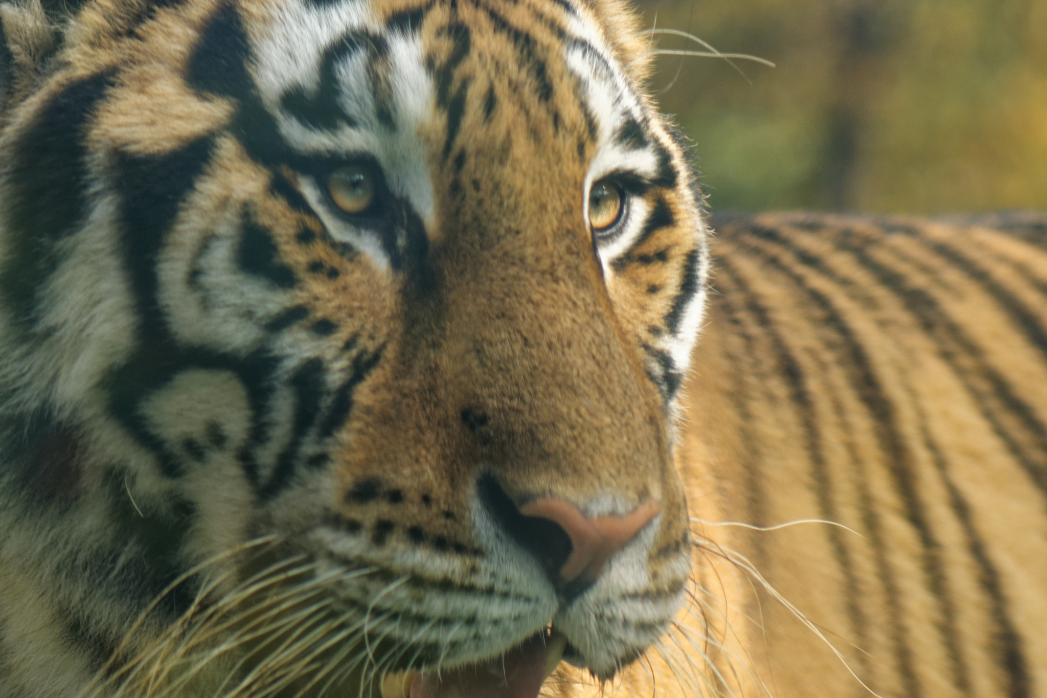 Sony 75-300mm F4.5-5.6 sample photo. Tiger photography