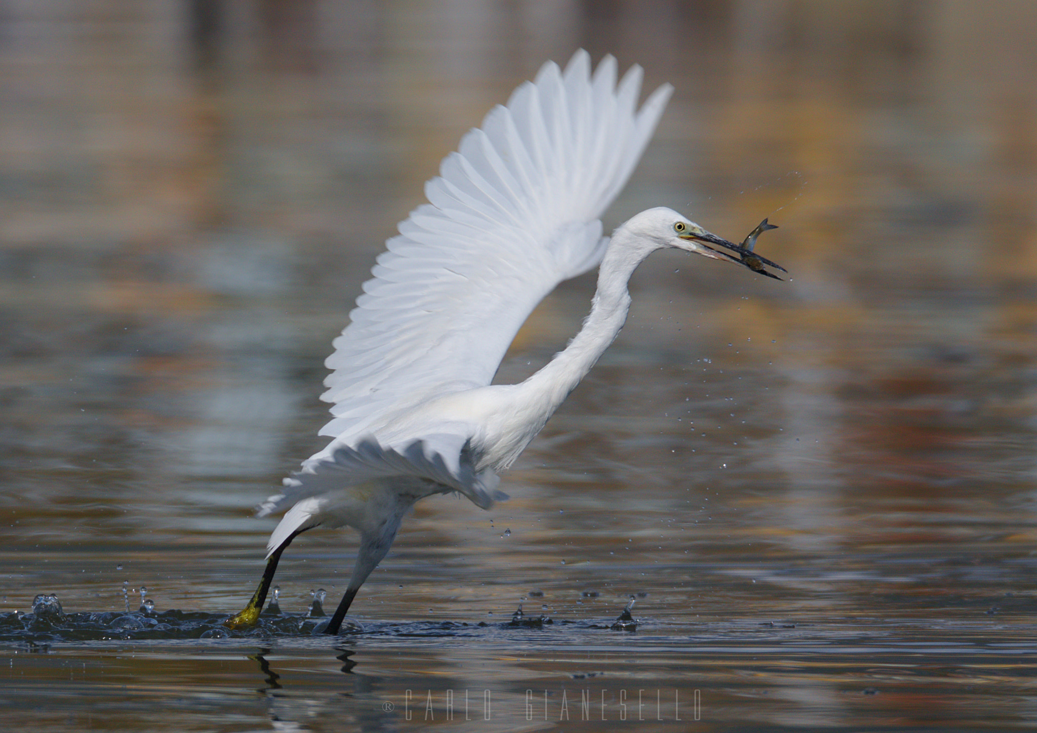 Sigma 150-600mm F5-6.3 DG OS HSM | S sample photo. God boy photography