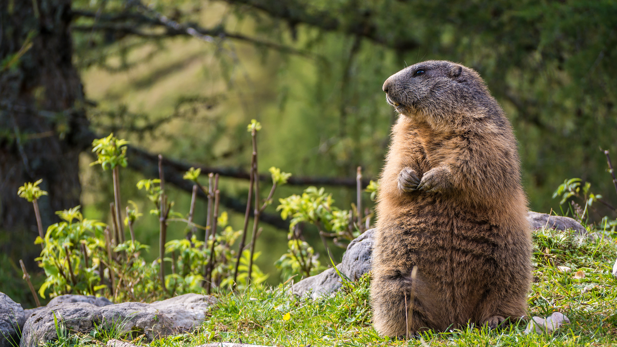 Panasonic Lumix DMC-GX7 sample photo. Marmot photography