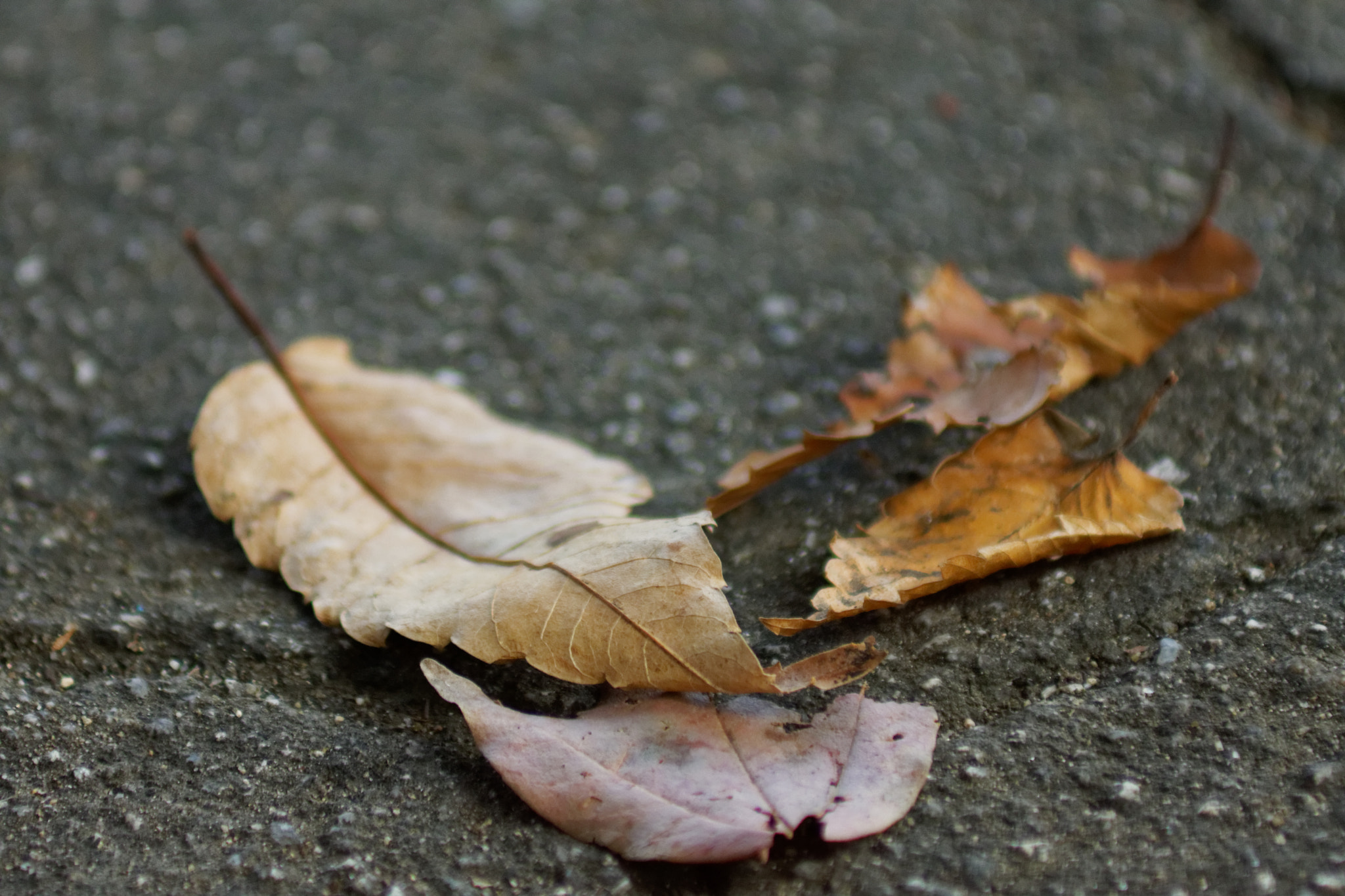 Sony 75-300mm F4.5-5.6 sample photo. Autumn photography