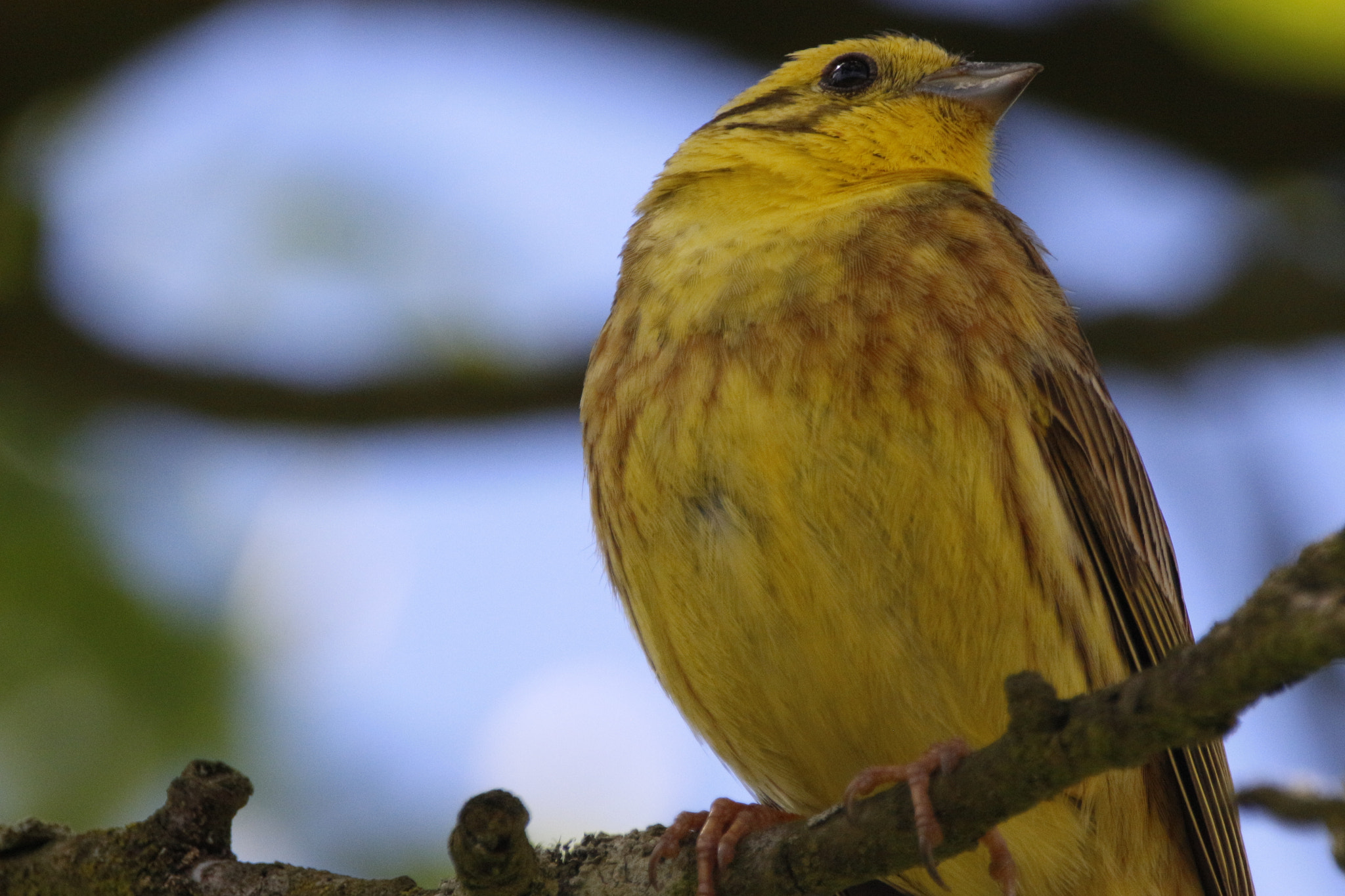 Sigma 150-600mm F5-6.3 DG OS HSM | S sample photo. Yellowhammer photography