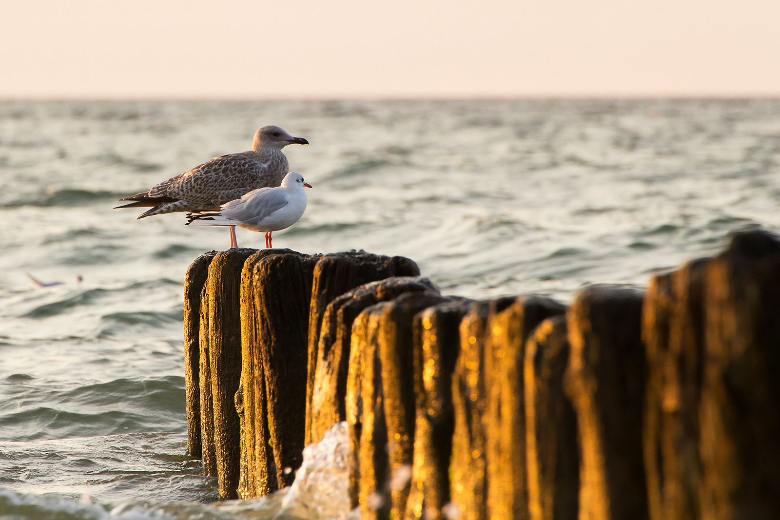 Canon EOS 60D + Tamron SP 70-300mm F4-5.6 Di VC USD sample photo. At the seaside photography