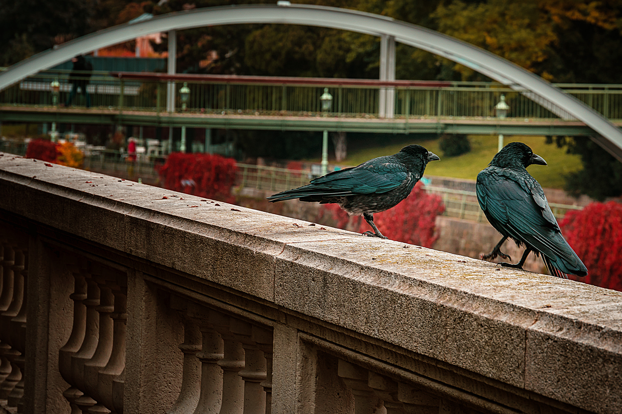 Sony a6300 + Sony DT 50mm F1.8 SAM sample photo. Two raven photography