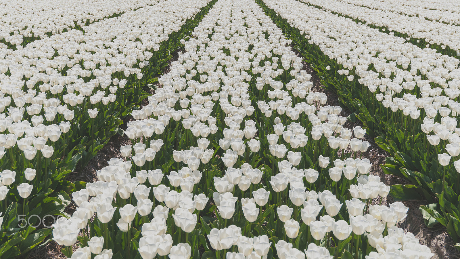 Sony Alpha DSLR-A900 sample photo. White tulip field in holland photography