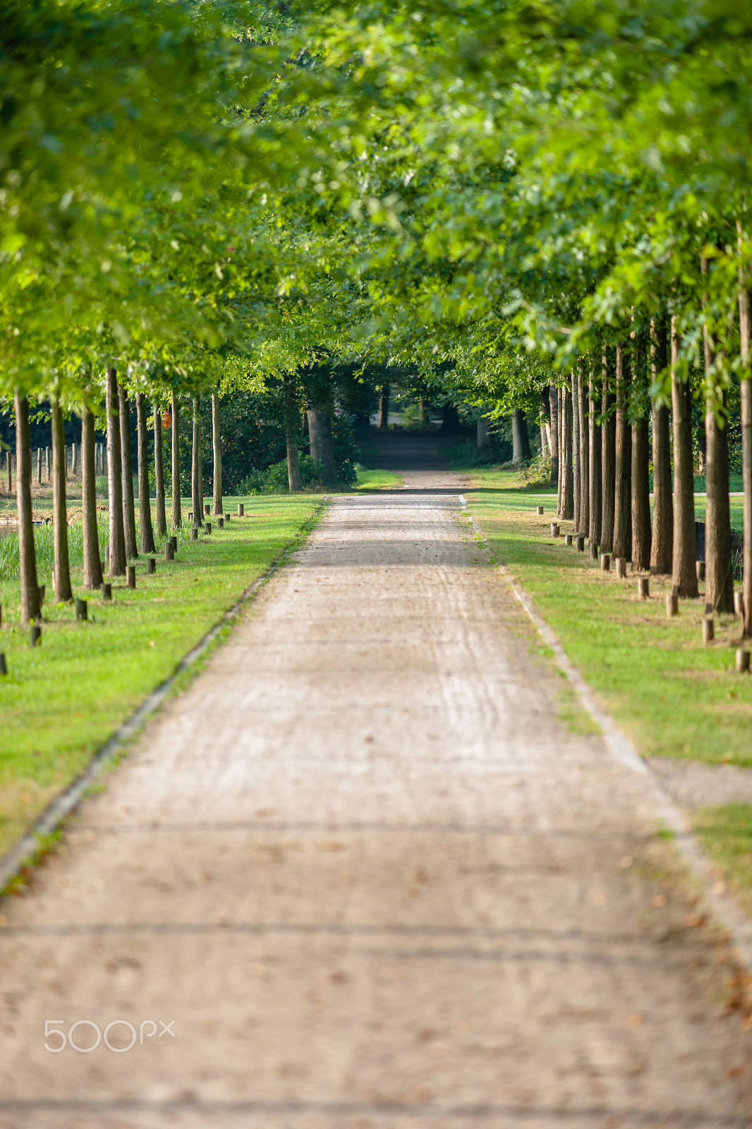 Sony Alpha DSLR-A900 sample photo. Lane with green trees along the footpath in park at sunny day, photography