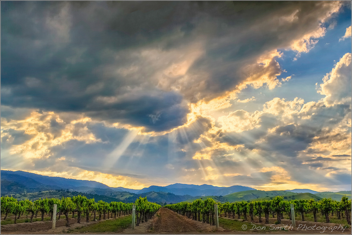 Canon EF 20-35mm f/2.8L sample photo. Crepuscular rays over vineyard photography