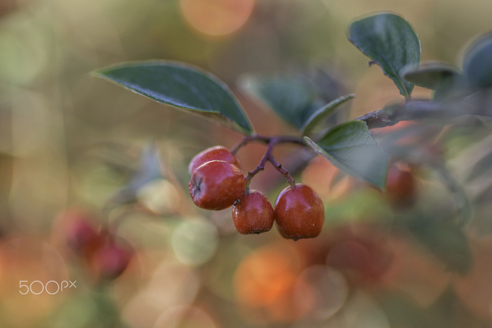 Tokina AT-X Pro 100mm F2.8 Macro sample photo. Autumn colors photography
