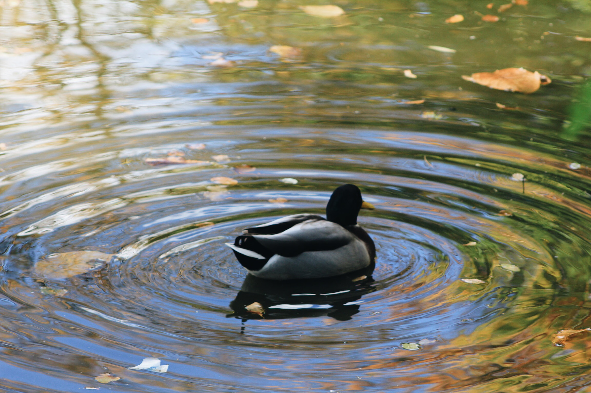 Canon EOS 550D (EOS Rebel T2i / EOS Kiss X4) + EF75-300mm f/4-5.6 sample photo. Ripple! photography