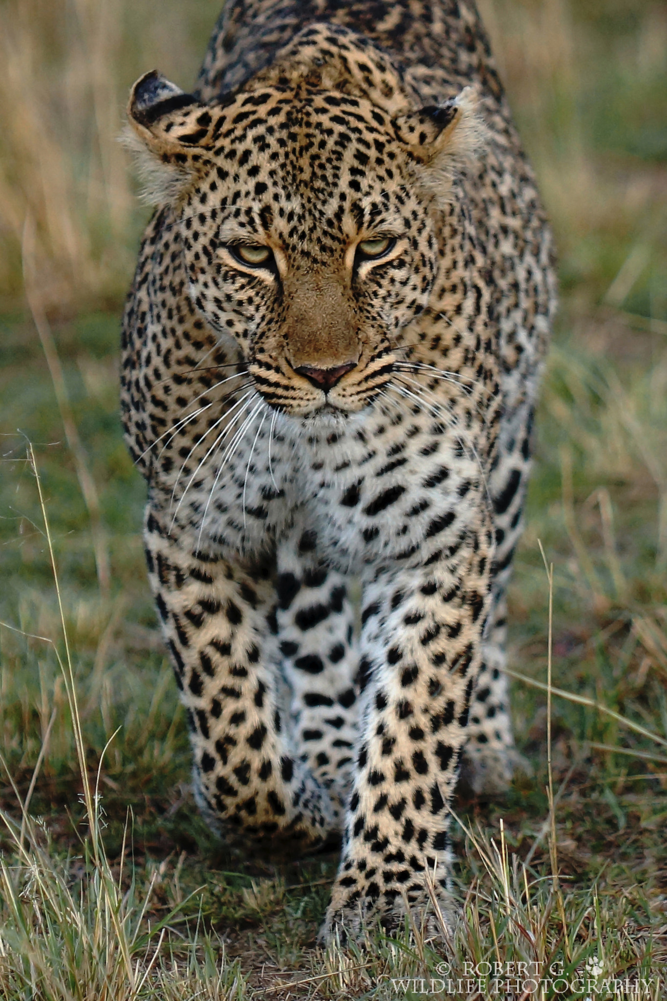 Sony SLT-A77 + Minolta/Sony AF 70-200mm F2.8 G sample photo. Leopard in masai mara 2016 photography