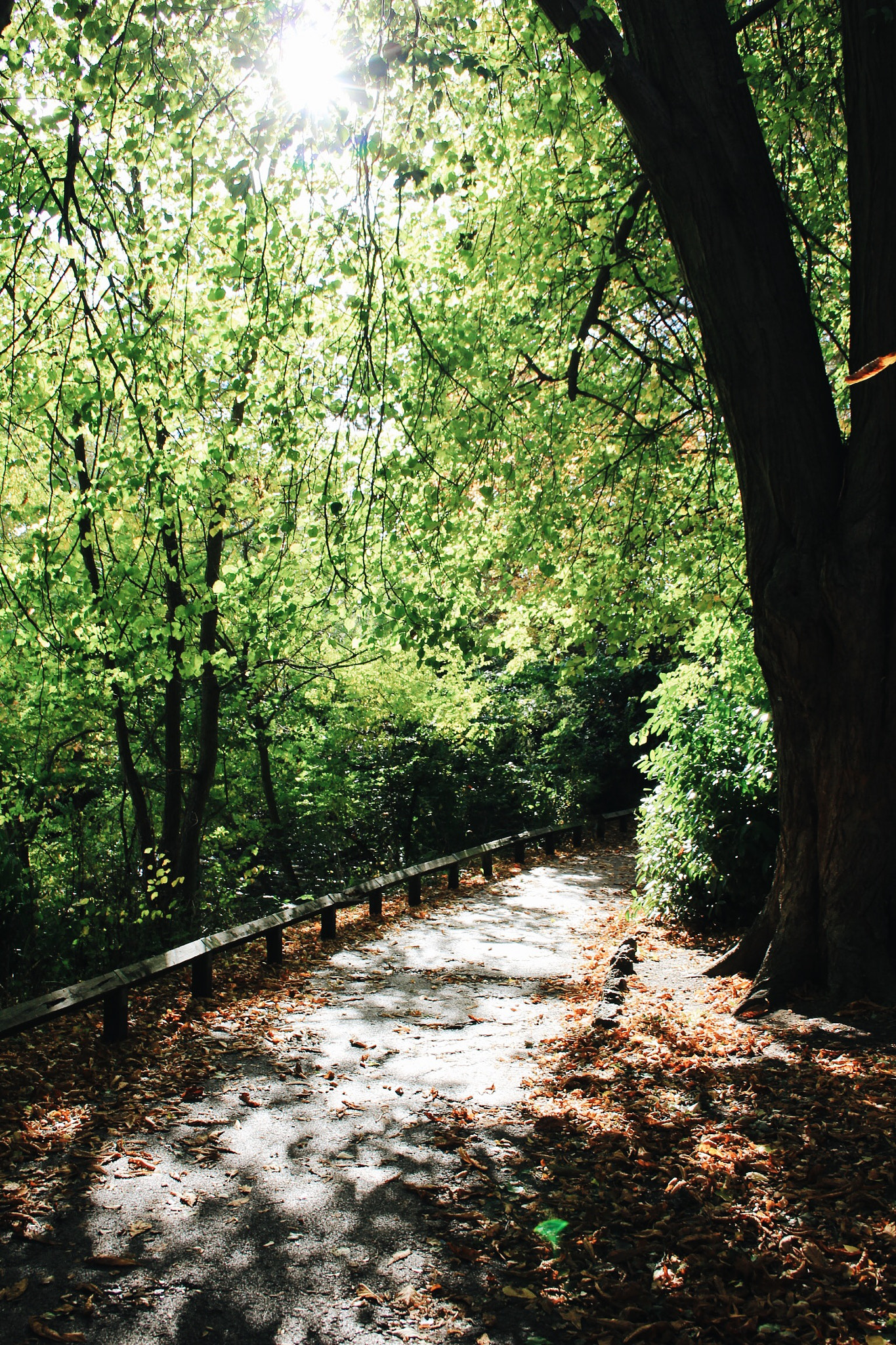 Canon EOS 550D (EOS Rebel T2i / EOS Kiss X4) sample photo. Very pretty path photography