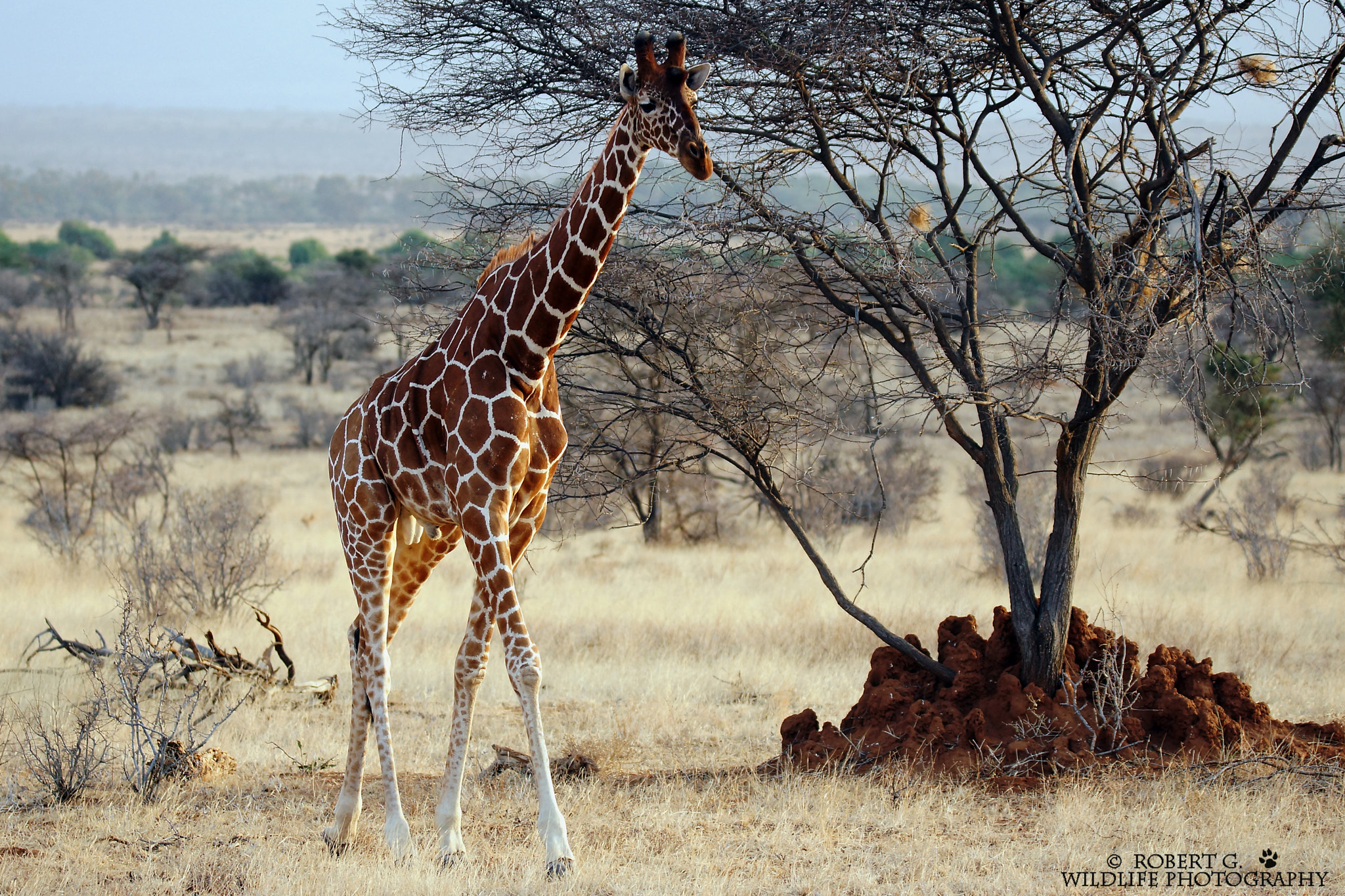 Sony SLT-A77 + Tamron SP 150-600mm F5-6.3 Di VC USD sample photo. Giraffe in samburu 2016 photography
