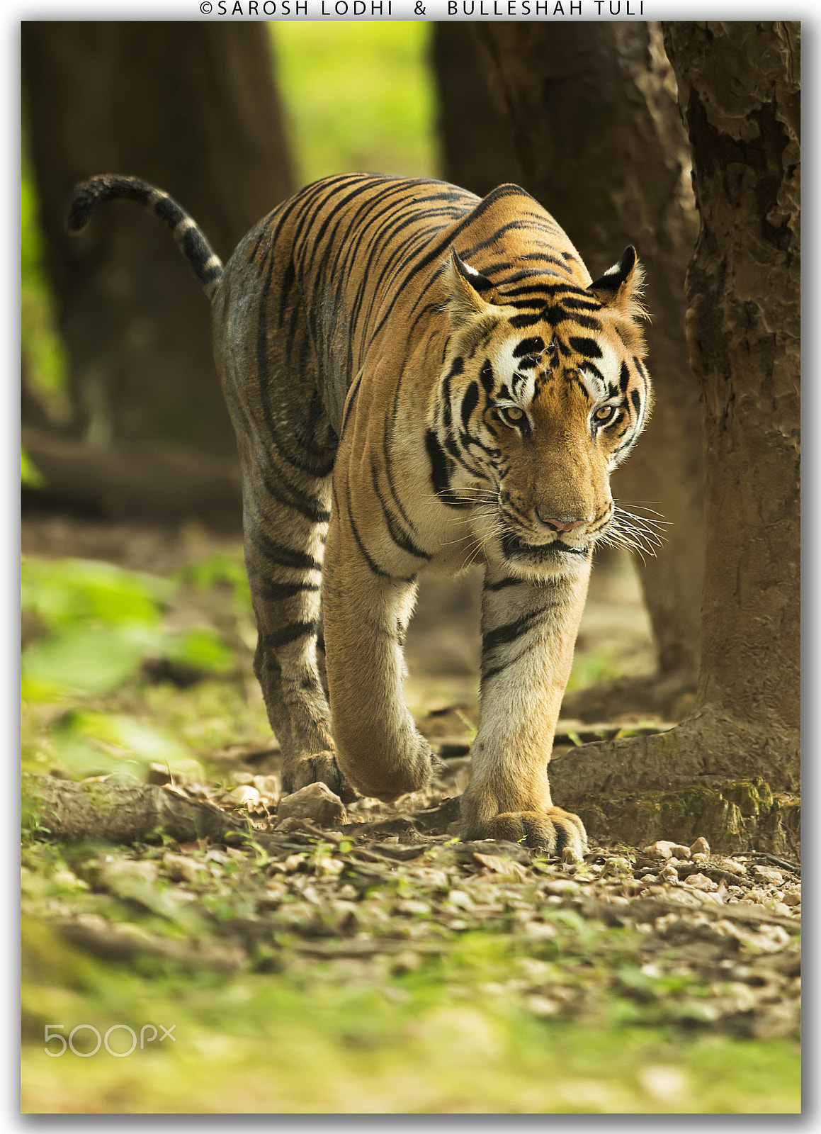 Canon EF 400mm F2.8L IS USM sample photo. Mean machine photography