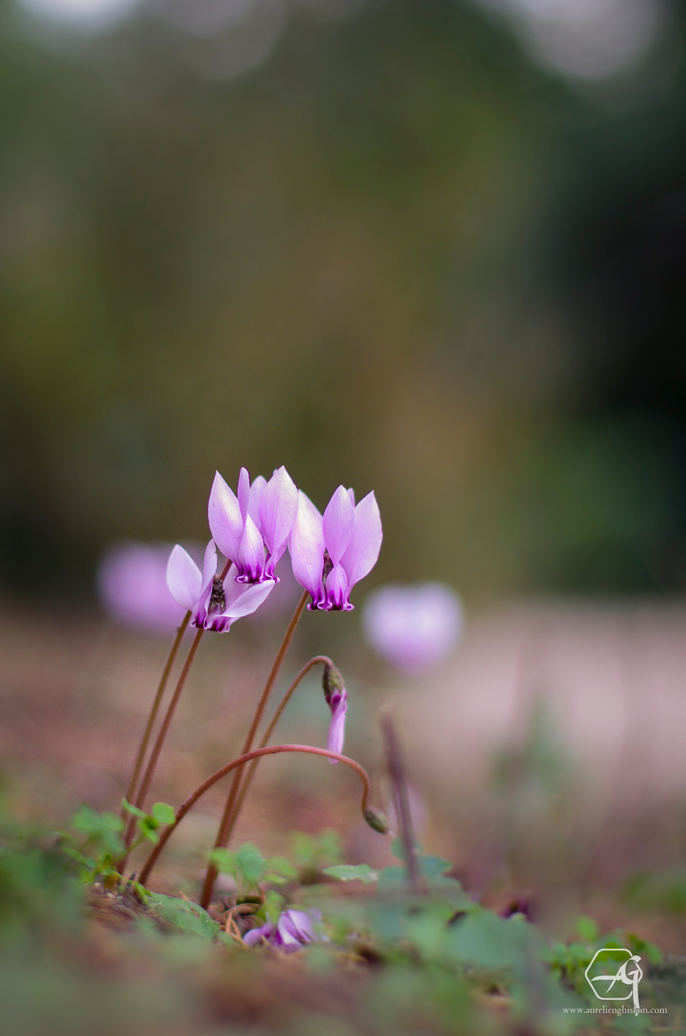 Pentax K-5 + Pentax smc FA 50mm F1.4 sample photo. Groupe de cyclamens de naples, cyclamen heredifolium photography