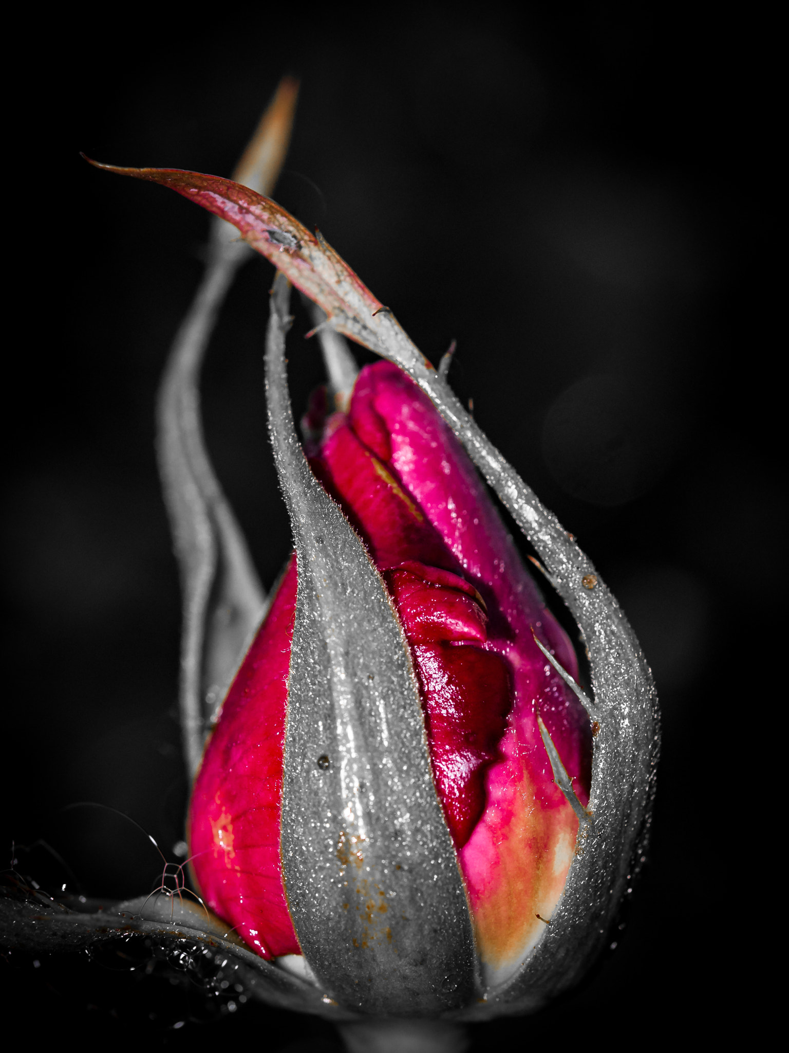 Nikon AF-S Micro-Nikkor 60mm F2.8G ED sample photo. Red blossom photography