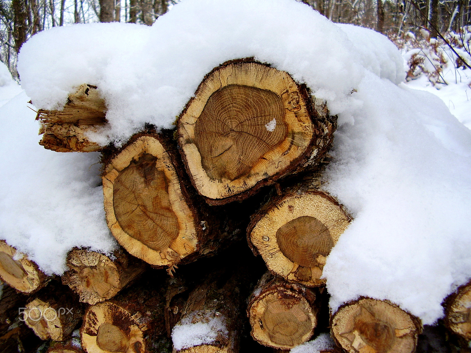 Olympus FE115,X715 sample photo. Log pile in the woods photography