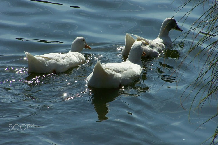 Kodak Z650 ZOOM DIGITAL CAMERA sample photo. Family of ducks photography