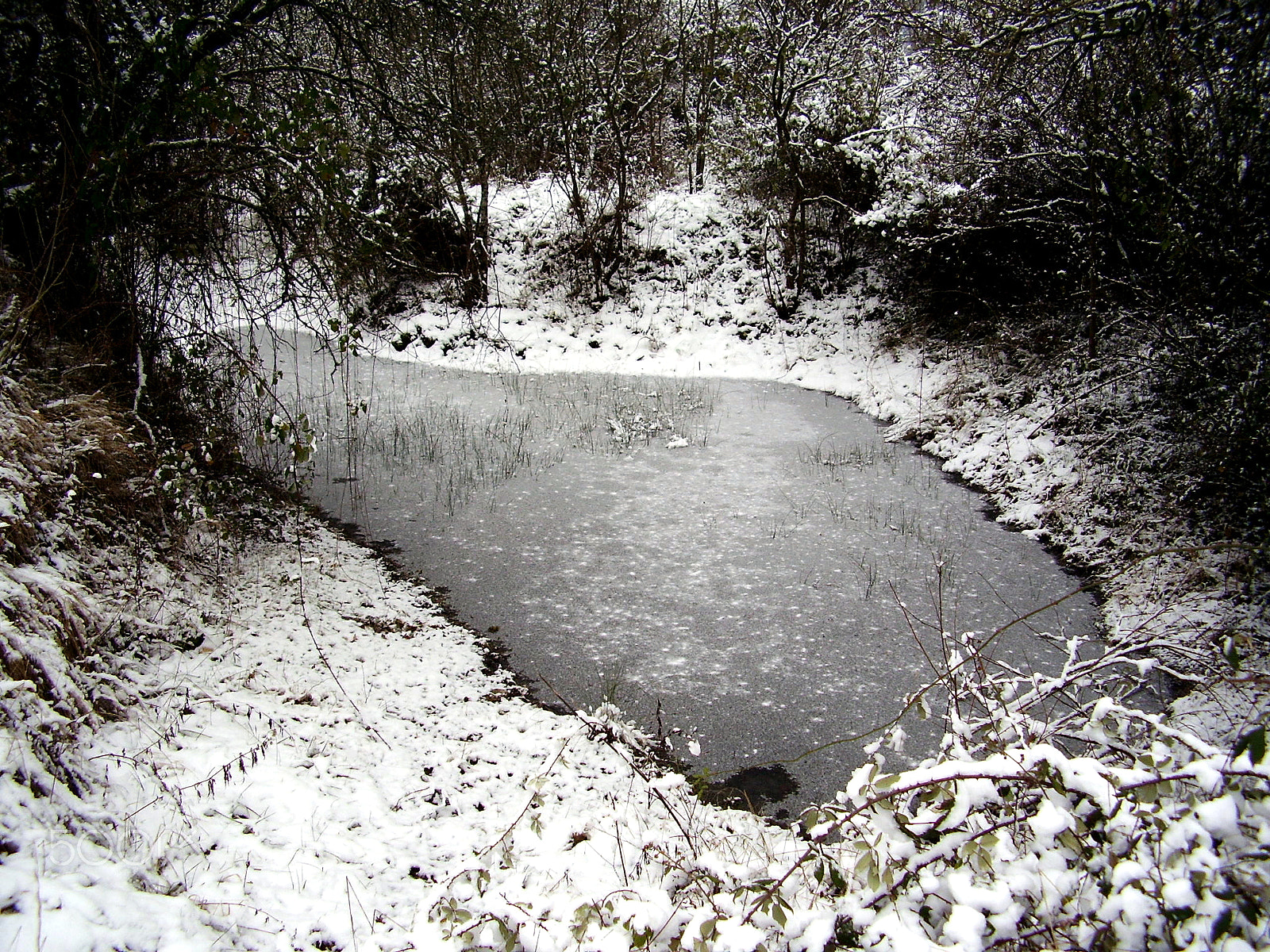 Olympus FE115,X715 sample photo. Frozen pond photography