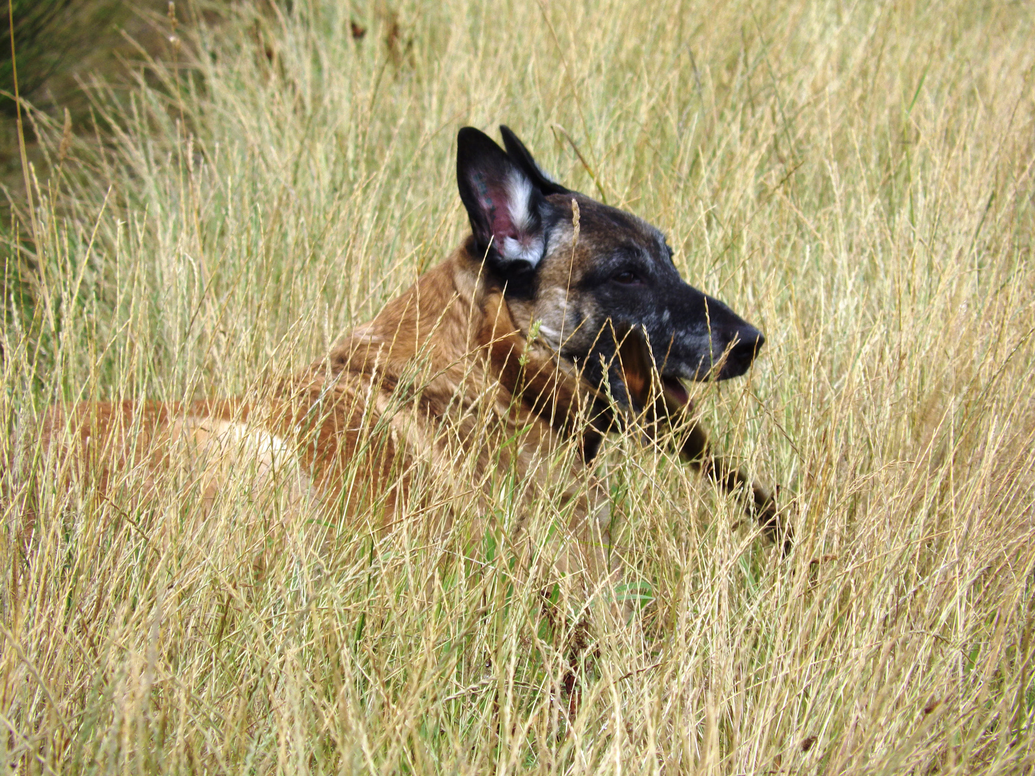 Pentax X-5 sample photo. Falco du mont libre photography
