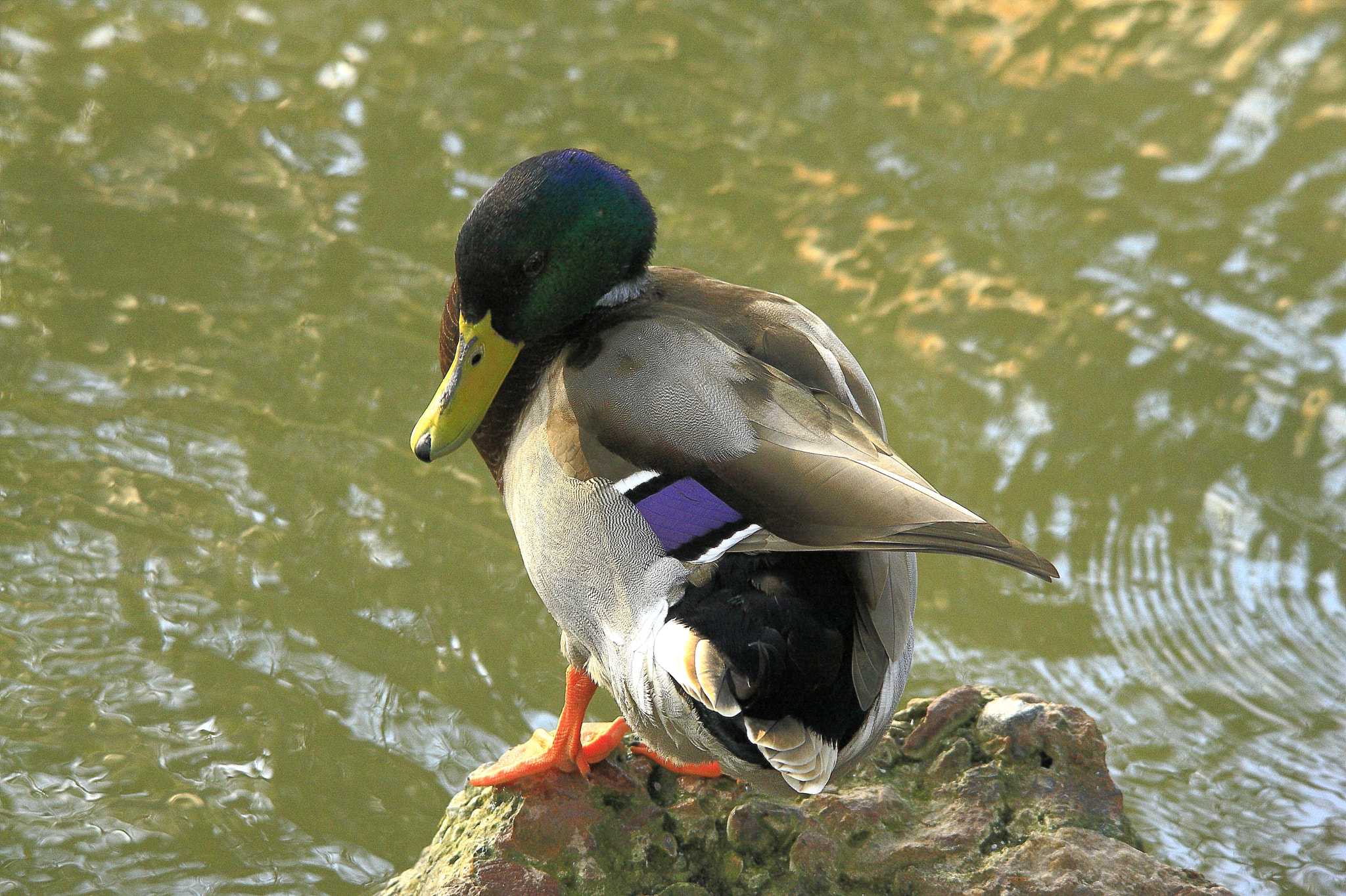 Canon EOS-1Ds Mark III sample photo. Duck 3 photography