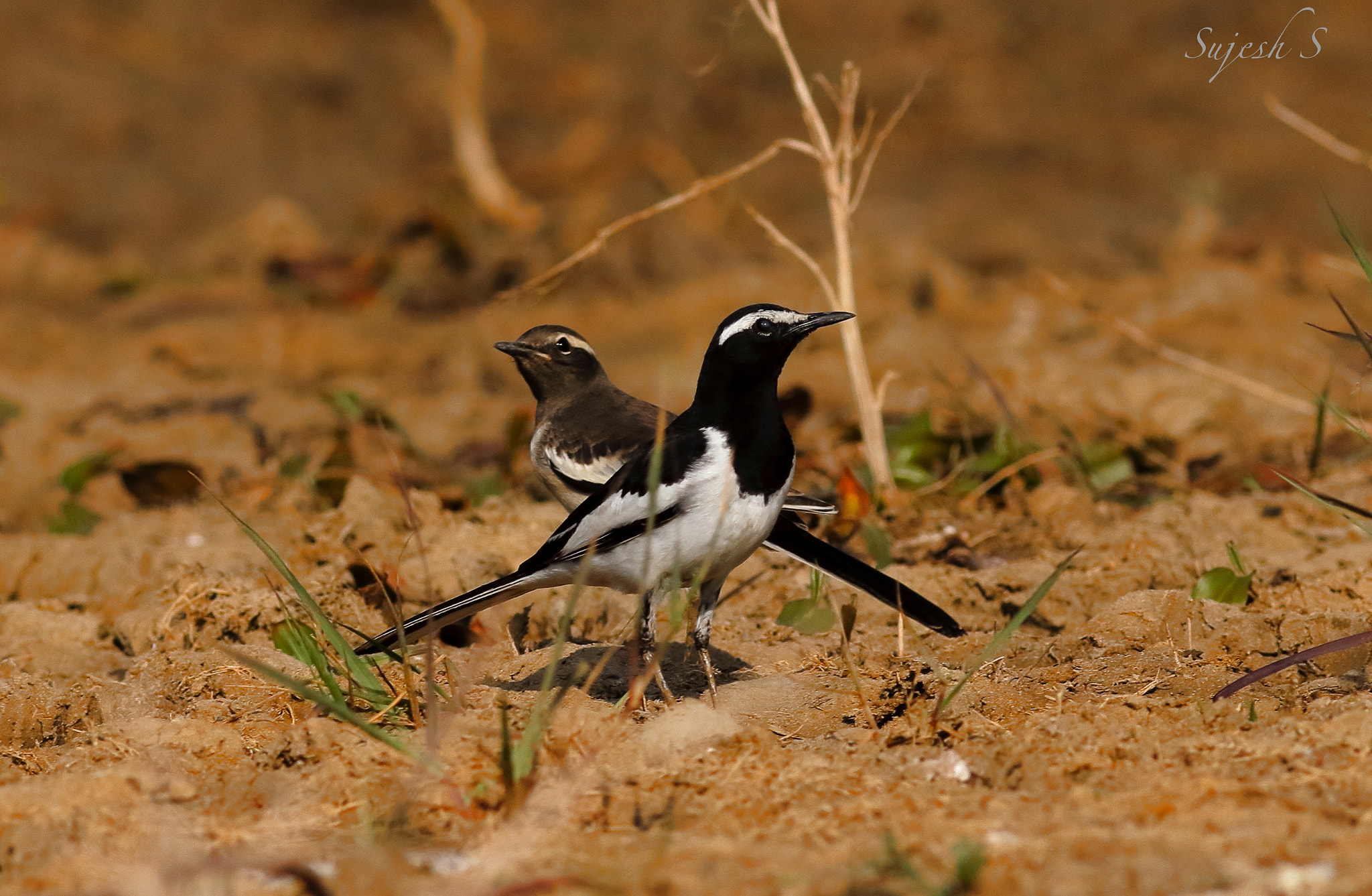 Canon EOS 60D + Canon EF 400mm F5.6L USM sample photo. Birdie/s white - browed wagtail juvenile and adult photography