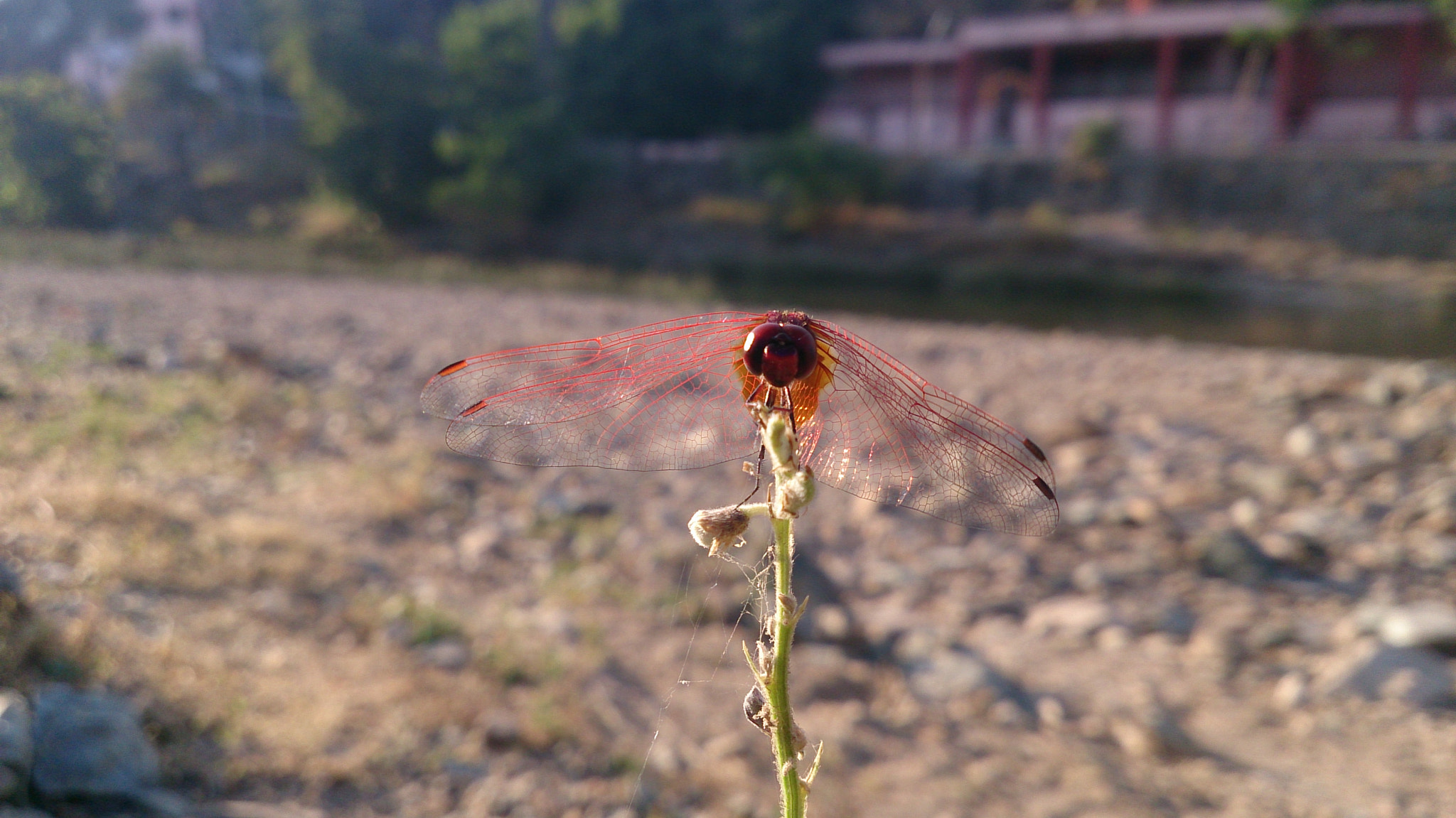 Sony Xperia ZR sample photo