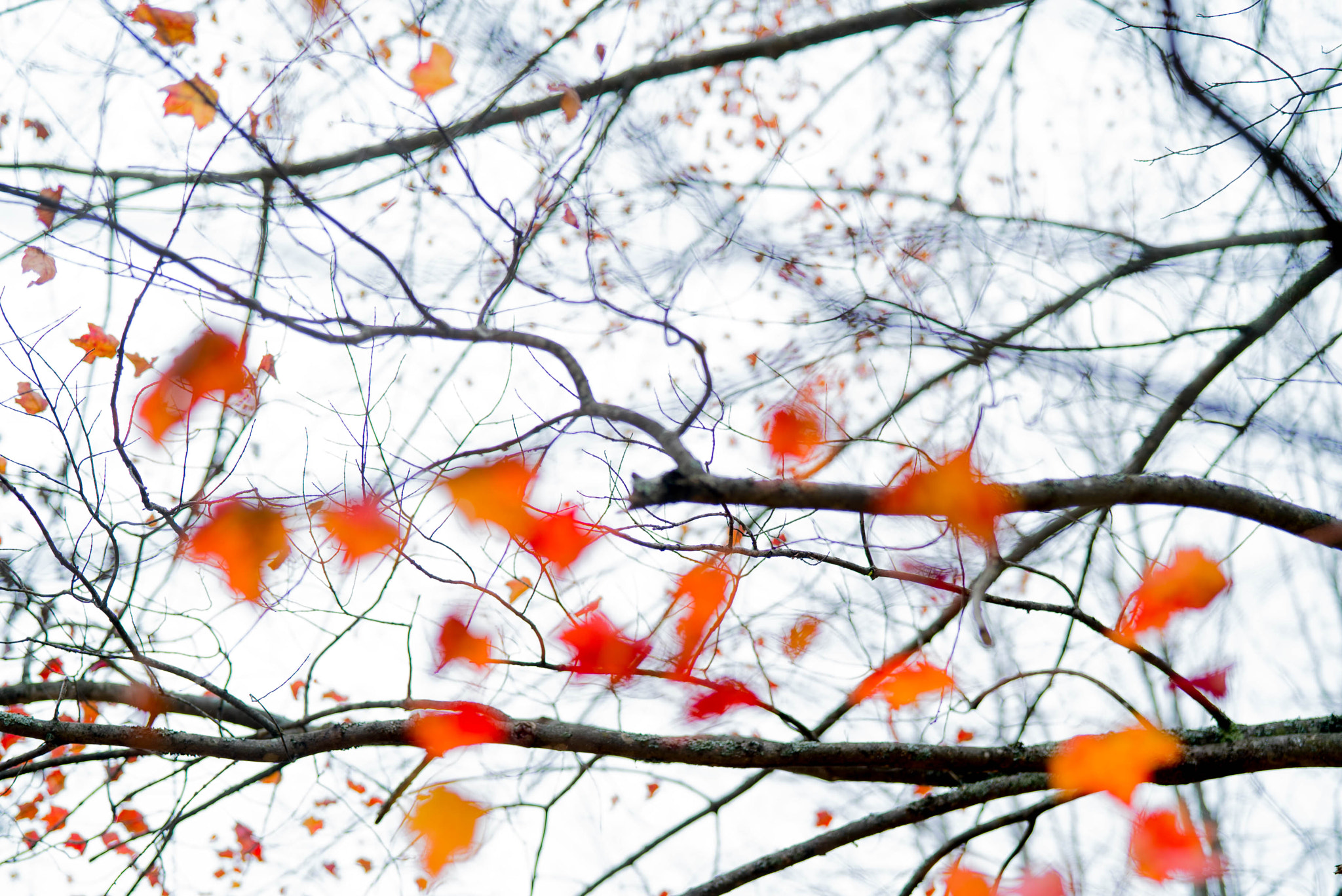 Sony Planar T* FE 50mm F1.4 ZA sample photo