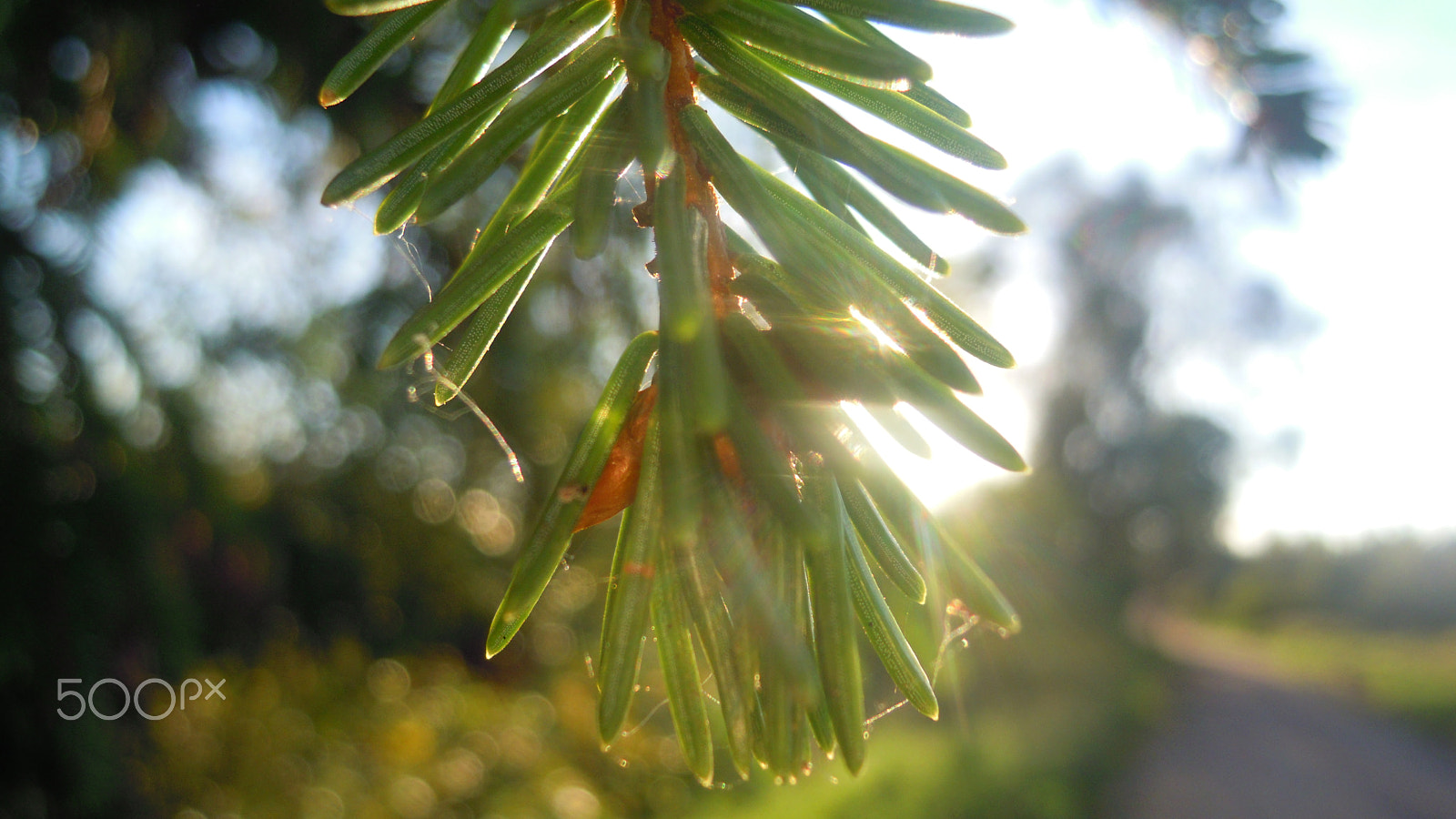 Nikon Coolpix S5100 sample photo. Sprig of fir photography