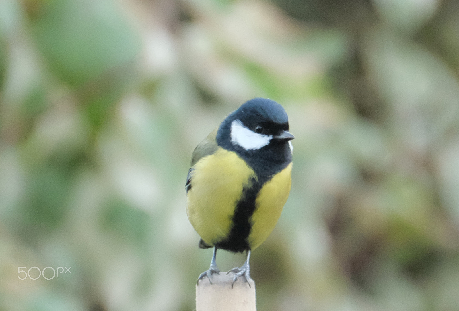 Fujifilm XF 100-400mm F4.5-5.6 R LM OIS WR sample photo. Great tiit photography