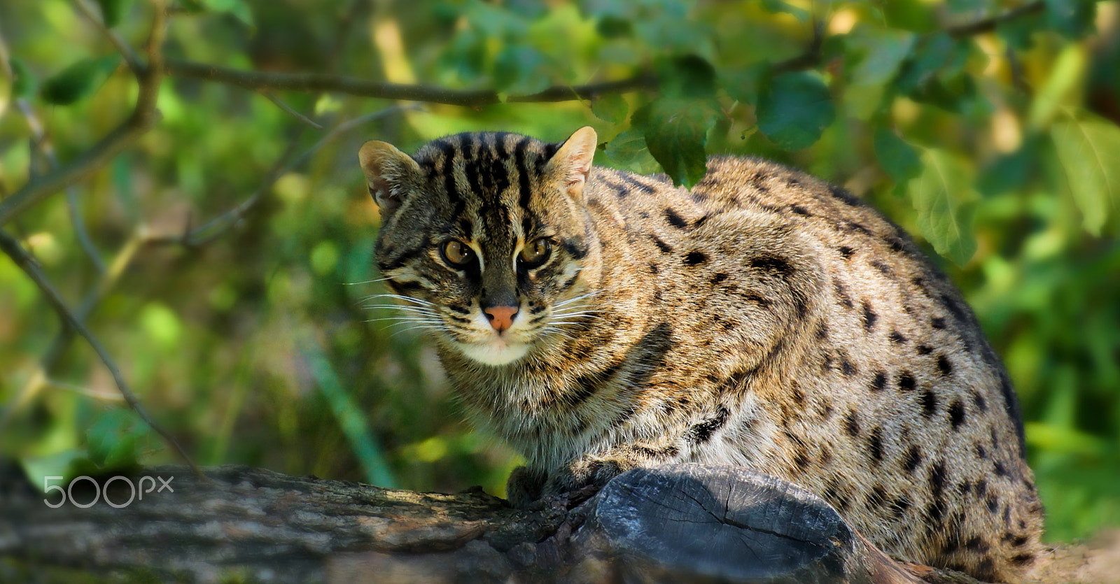 Tamron SP 70-300mm F4-5.6 Di USD sample photo. Fischkatze photography