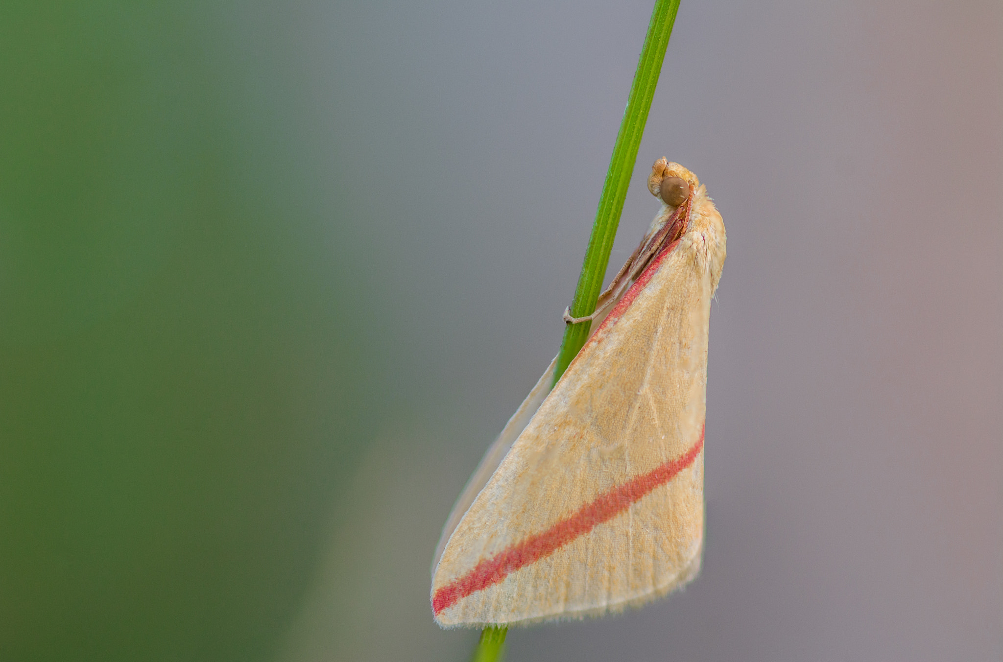 Nikon D7100 + Sigma 105mm F2.8 EX DG Macro sample photo. Focus stacking photography