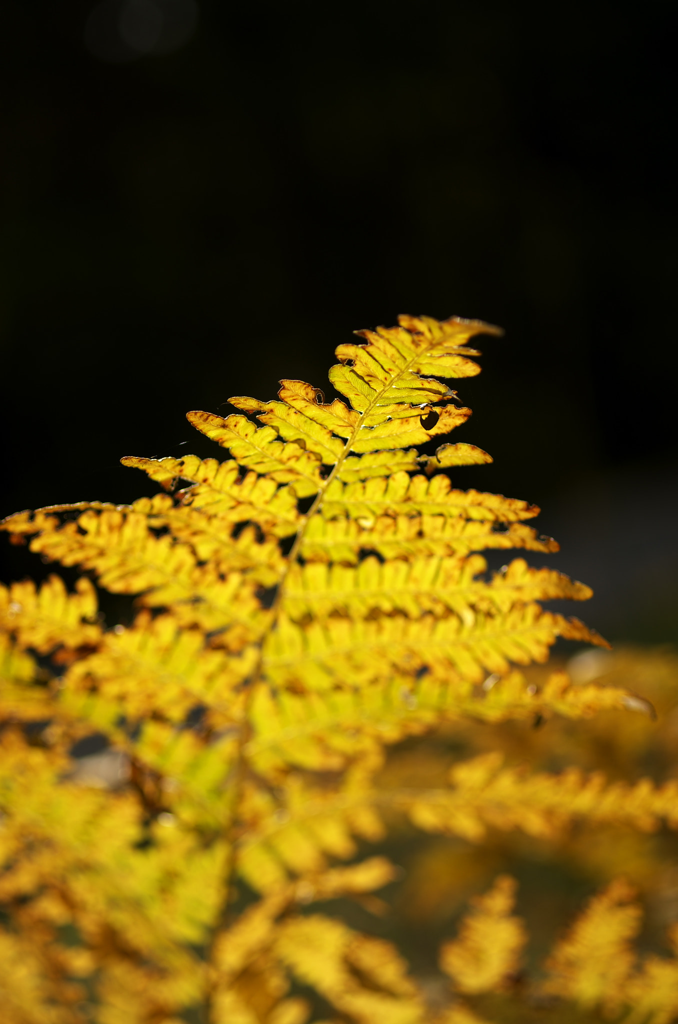 Pentax K-50 + Pentax smc D-FA 50mm F2.8 Macro sample photo. Golden fern photography