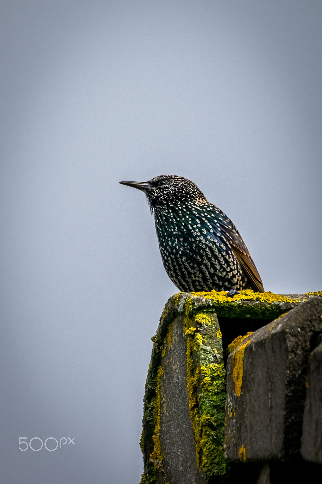 Sigma 50-500mm F4.5-6.3 DG OS HSM sample photo. Starling at the rooftop photography