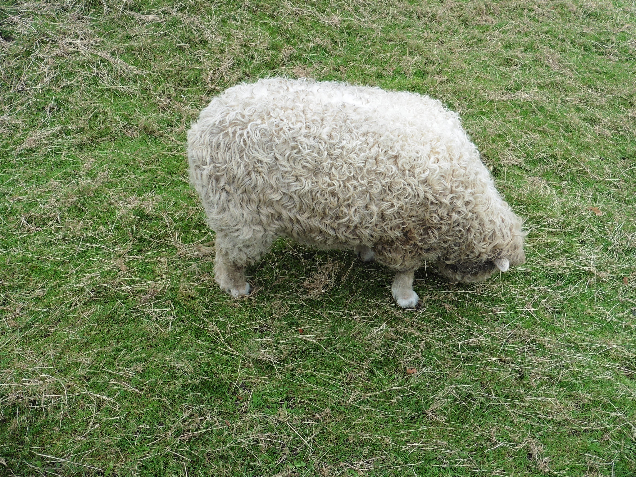 Panasonic DMC-TZ55 sample photo. Sheep eltham hall photography